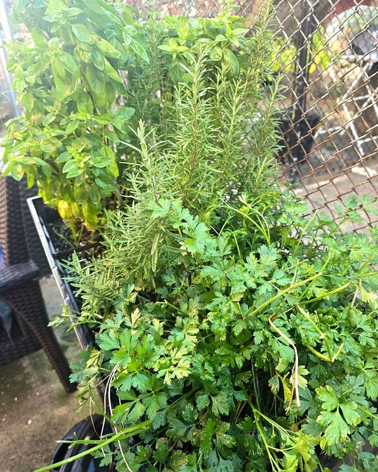 Just enjoying my lil herb box before the harsh Pittsburgh winters destroy it. I'll miss you guys 😭 

#pittsburgh #local #localfood #fresh #pittsburghlocal #smallbusiness #localbusiness #deliciousfood #basil #parsley #rosemary #homegarden #herbs #fre