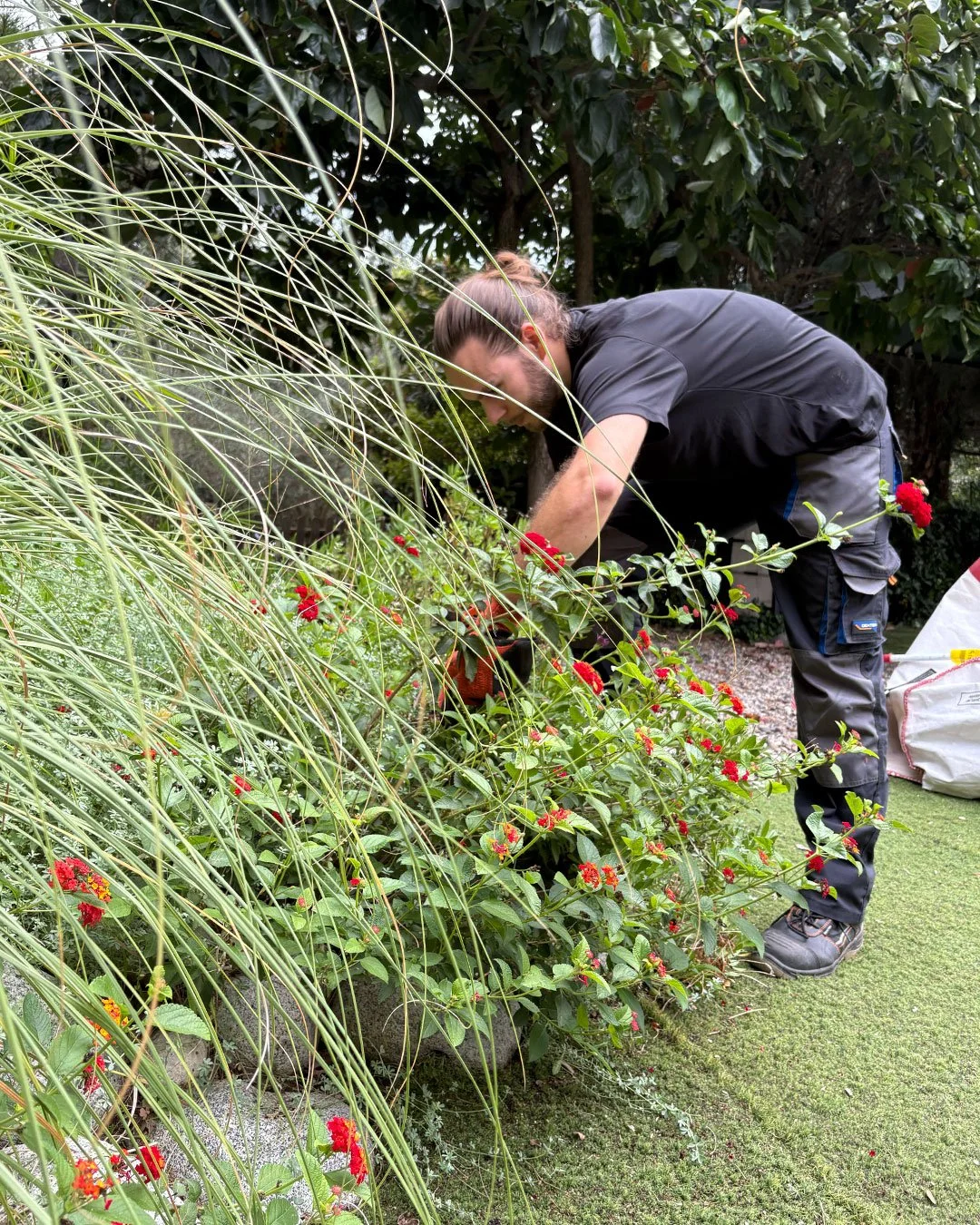Jardinero trabajando en un jardín de aromáticas,  controlando el crecimiento de hierbas adventicias