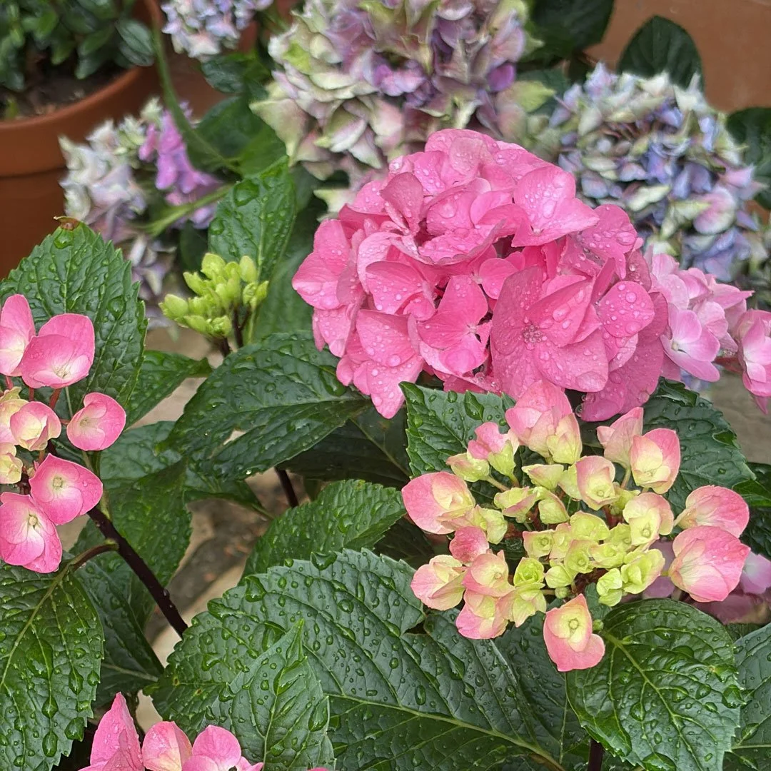 hortensia.jpg
