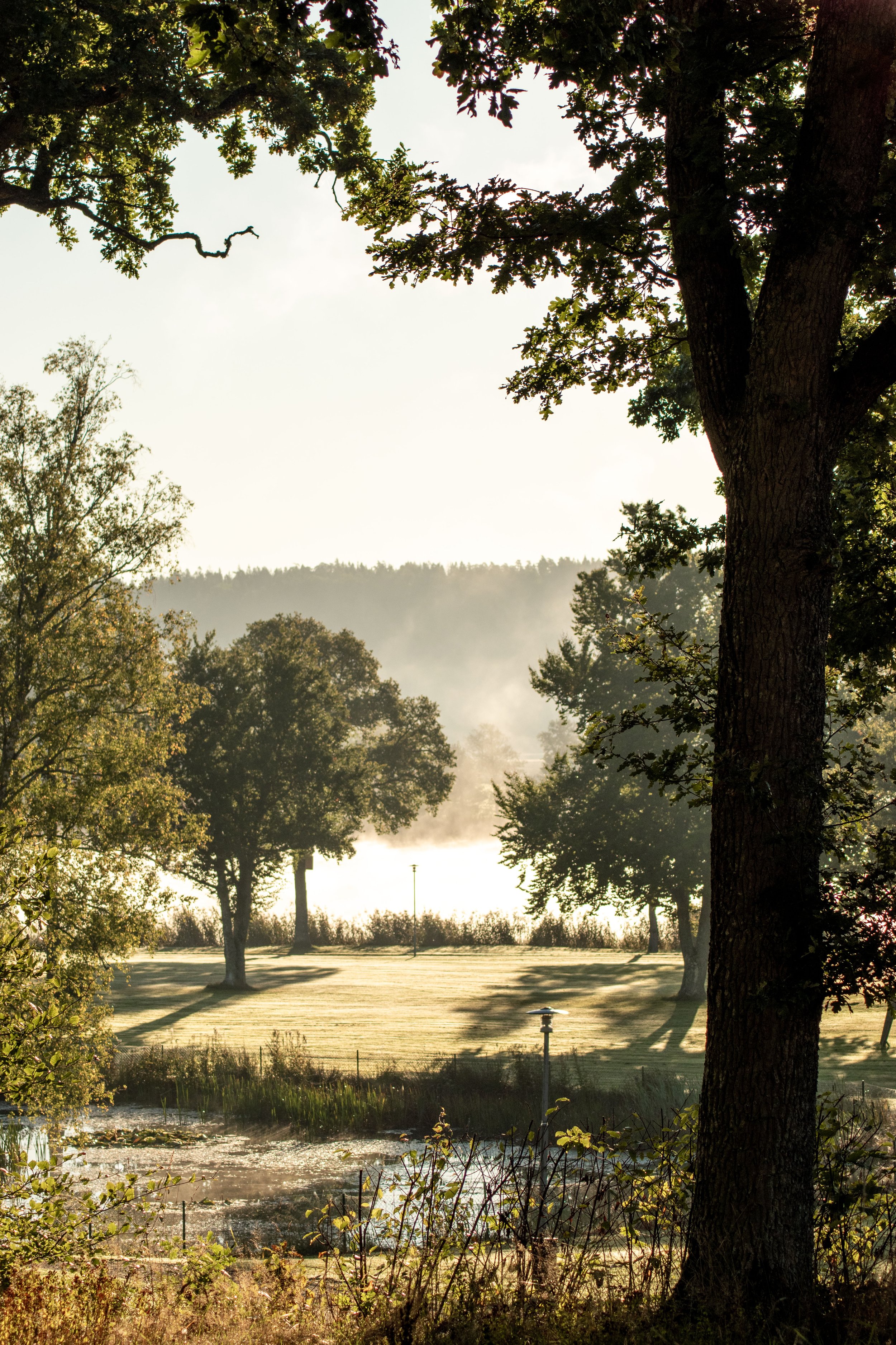 Landskap med träd och en sjö eller flod, solljus skiner genom trädkronorna på morgonen eller kvällen.