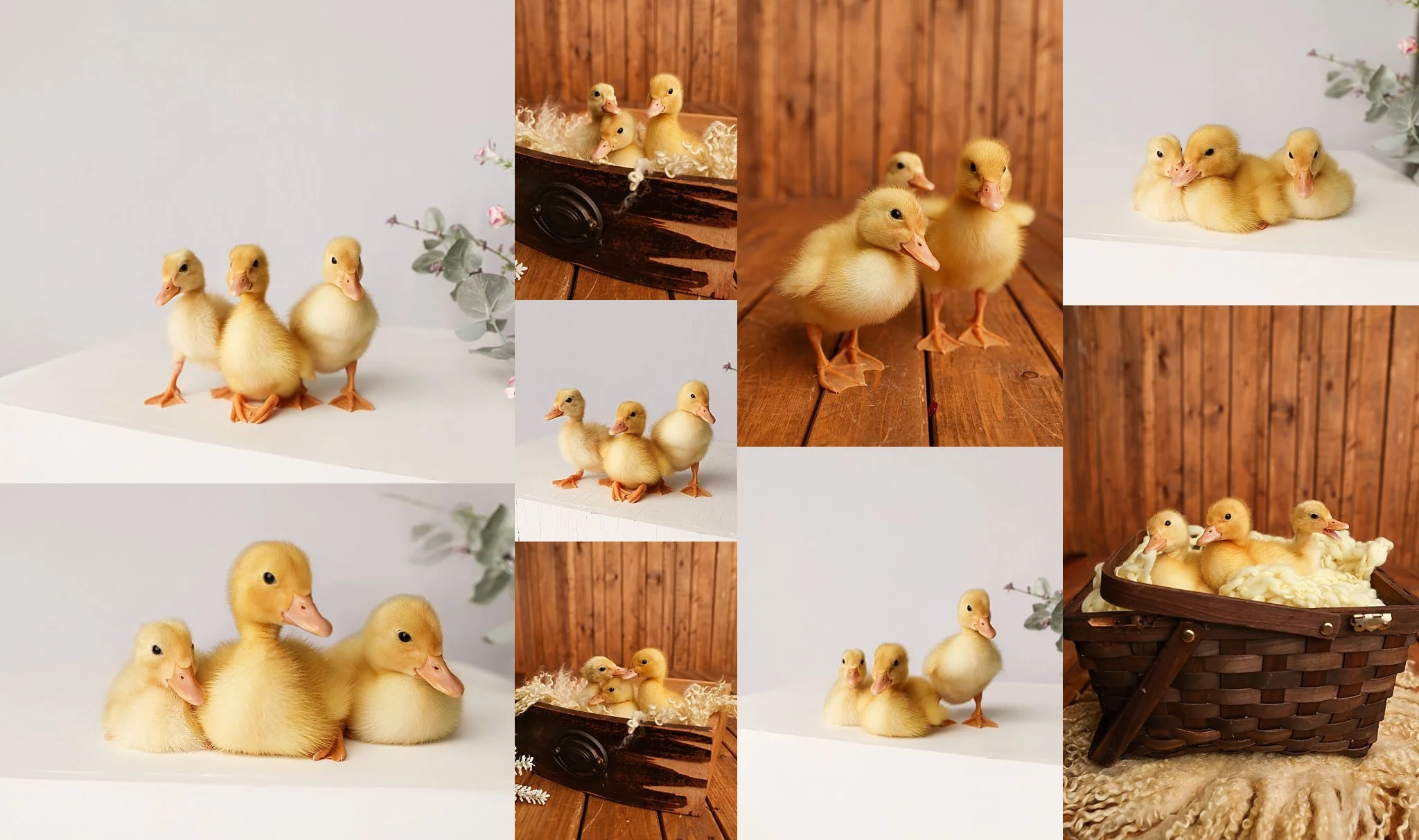 3 little ducks 