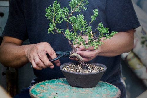 Bonsai with Rod Kivell