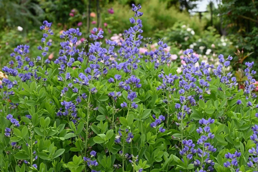 Friendly Garden Club Tour