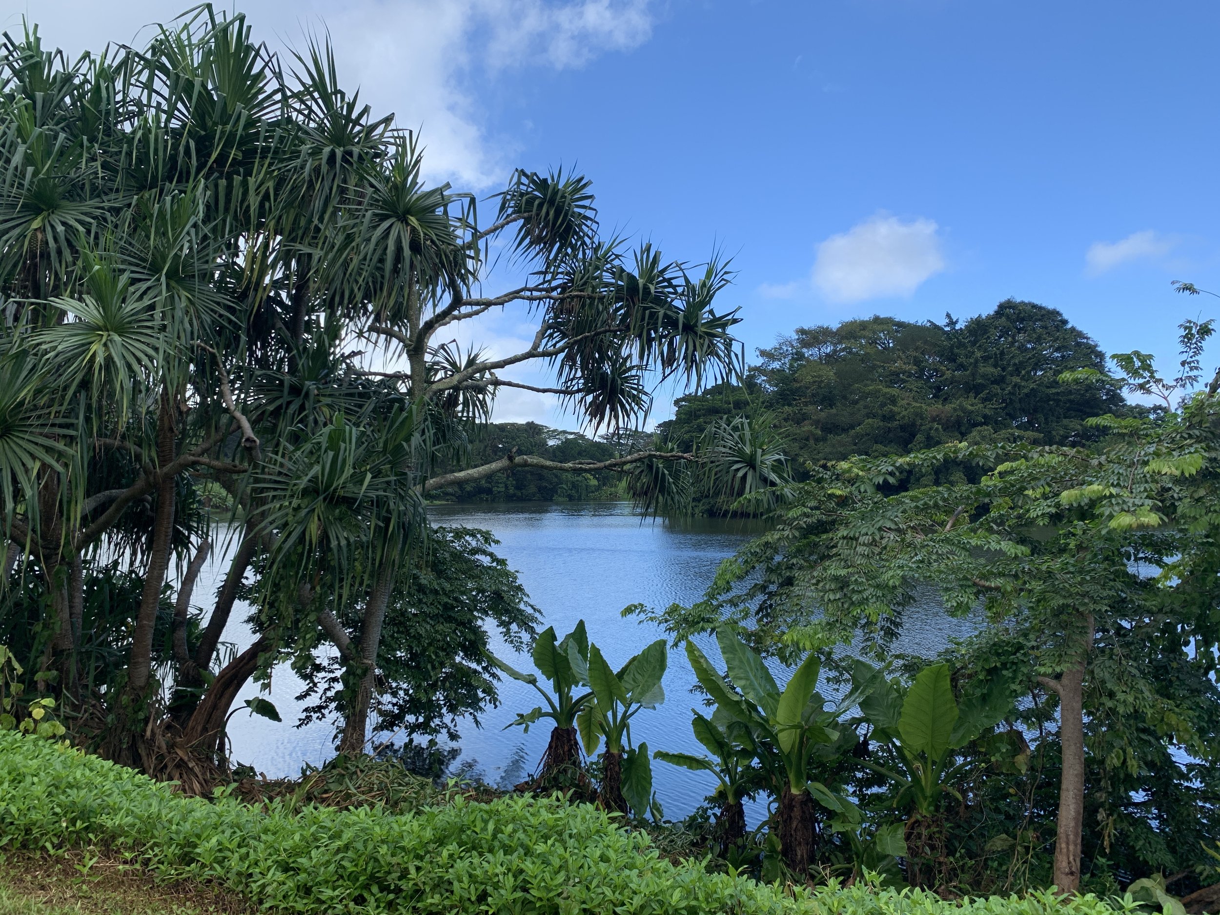 Lush tropical landscape with a lake and trees under a blue sky. Hawaii film, video, photo production service