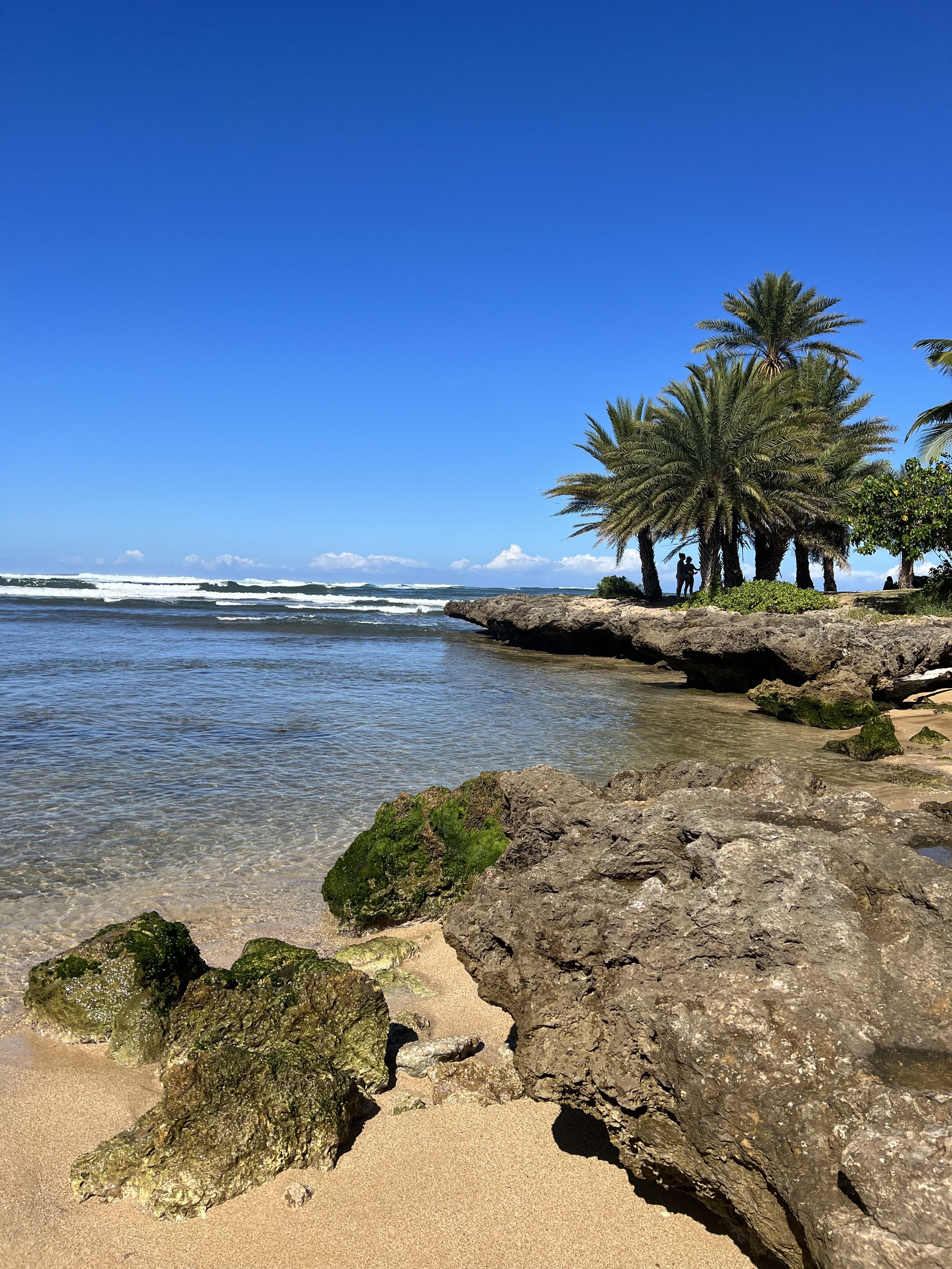 Beach with palm trees and rocks, clear water, blue sky. Hawaii film, video, photo production service