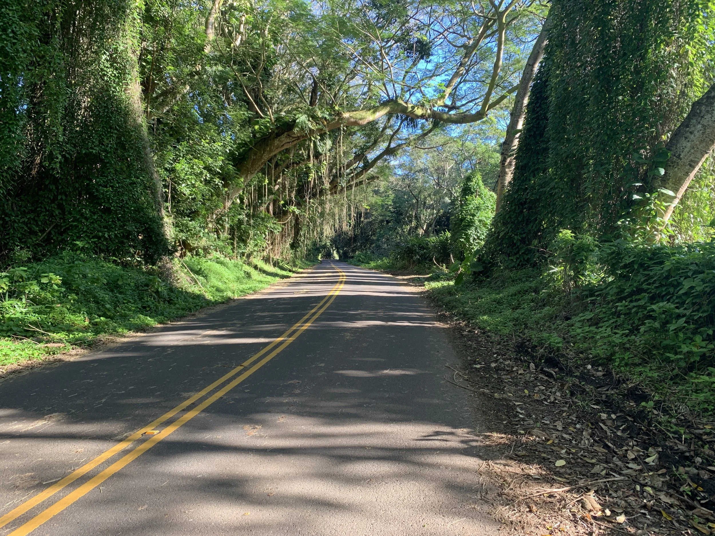 Scenic road with lush green trees and foliage overhanging the road, casting shadows on the pavement. Hawaii film, video, photo production service