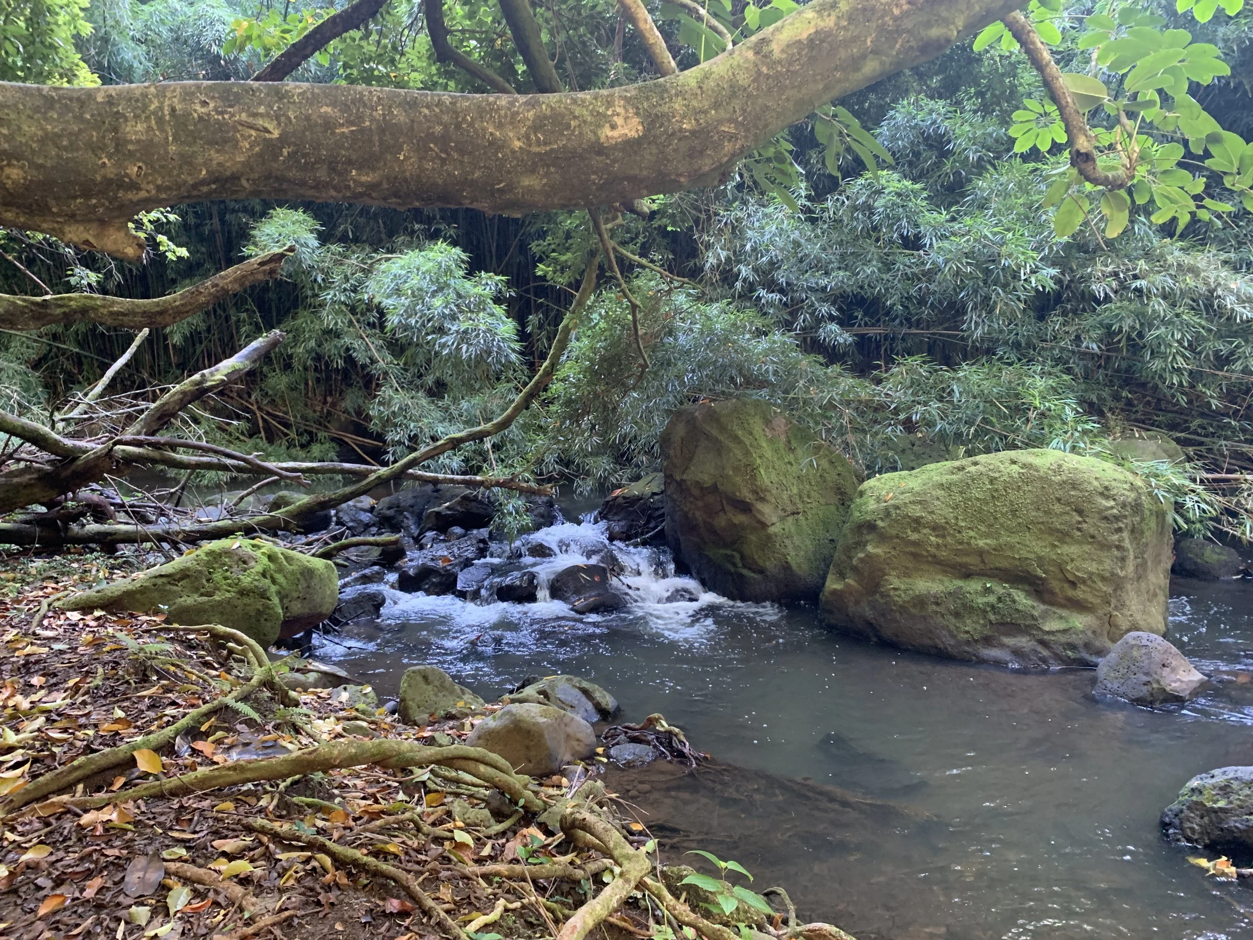 Forest stream with rocks, leafy trees, and bamboo, creating a lush, green environment. Hawaii film, video, photo production service