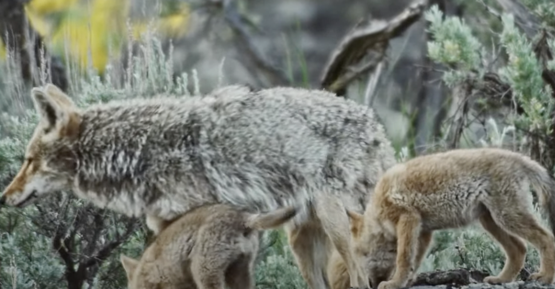 Be the Wolf
