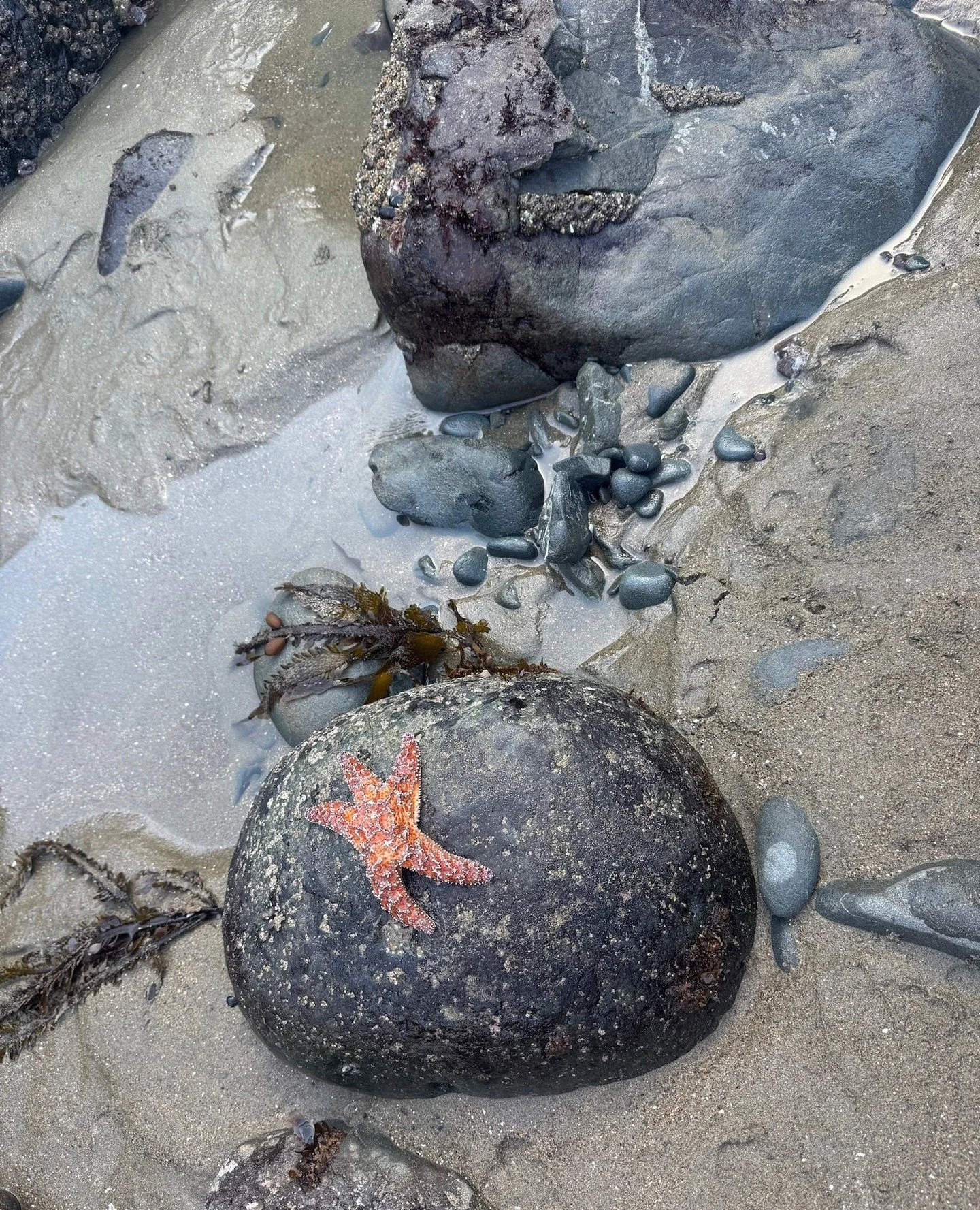 Moments in March&hellip; SF spring settling in. ⁠
⁠
Beach days, field afternoons, and evenings that stretch just a little longer. ⁠
⁠
#mareaclarkinteriors⁠