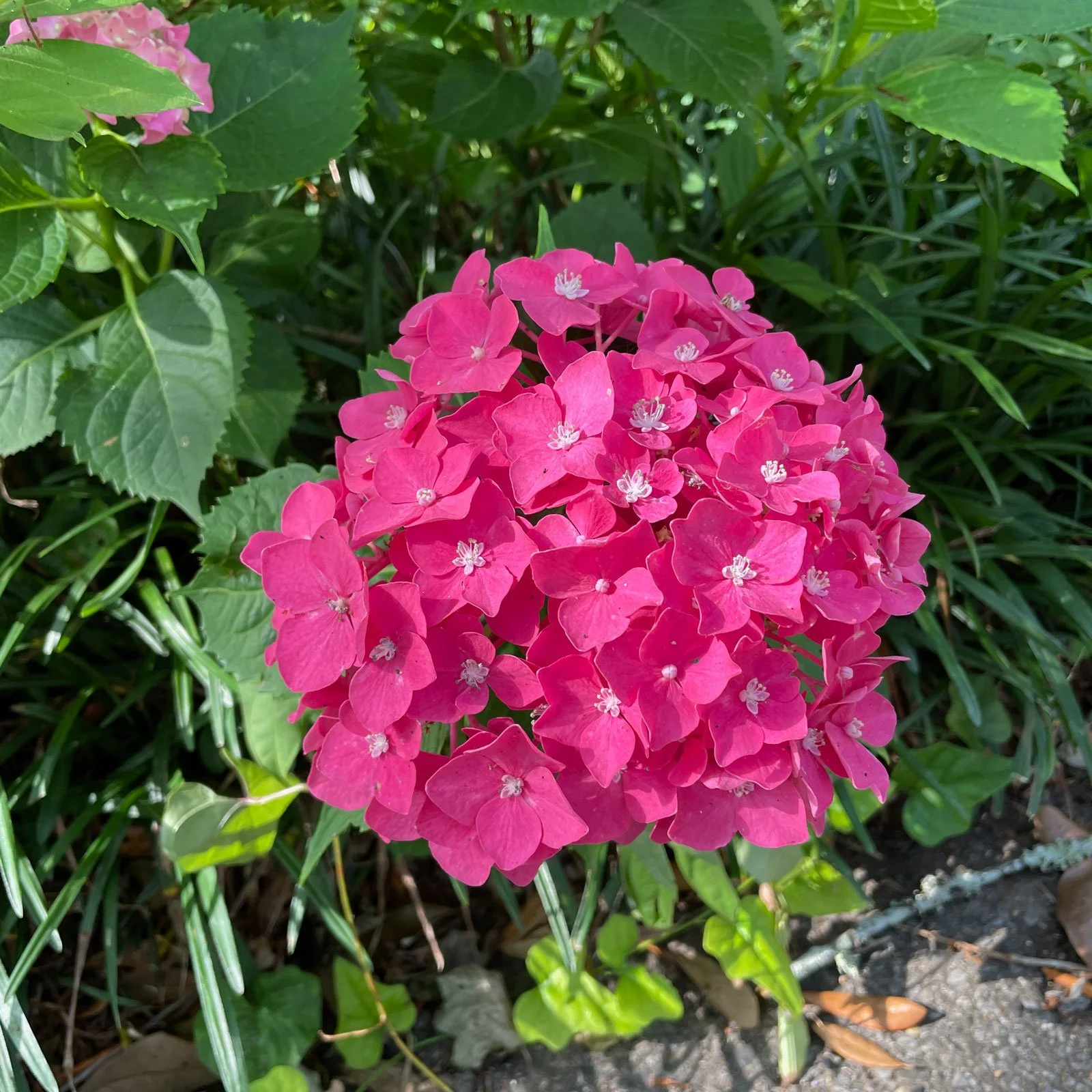 Hydrangea