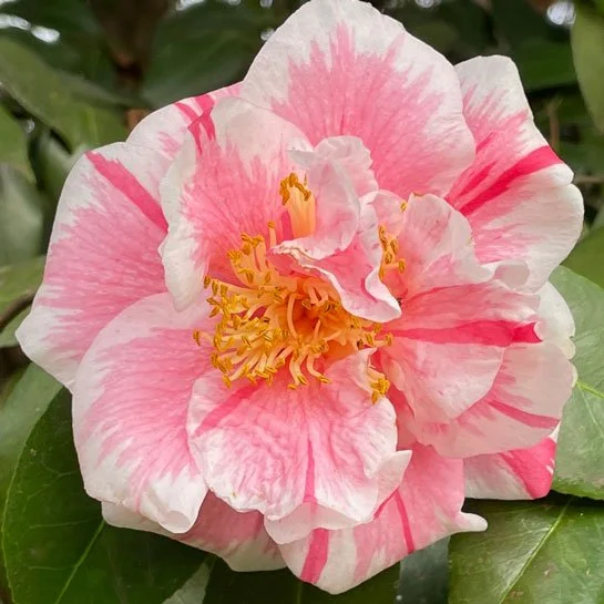 Japanese Camellias