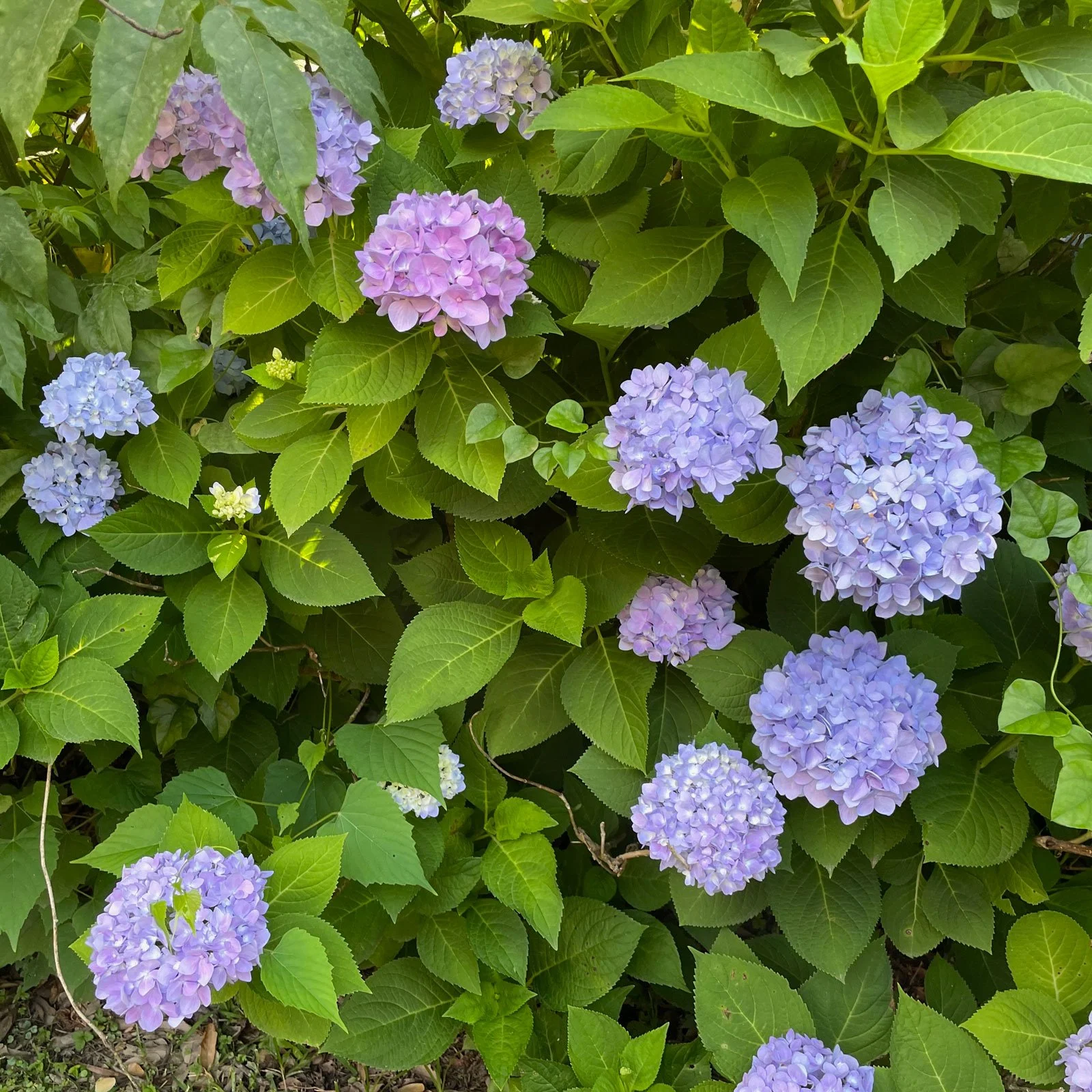 Hydrangea