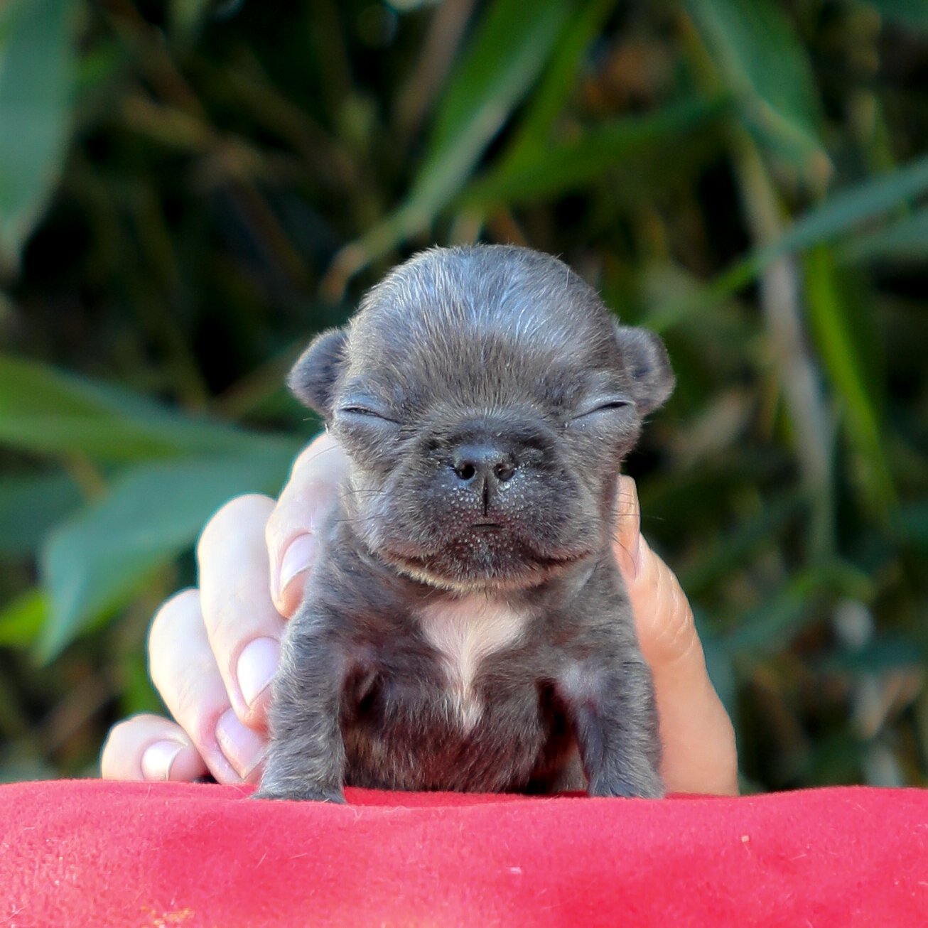 tiny dog (1 of 1).jpg
