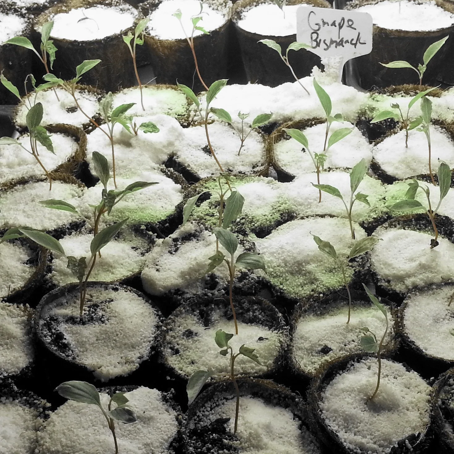 Fiber Grow® Coir Seedling Pots