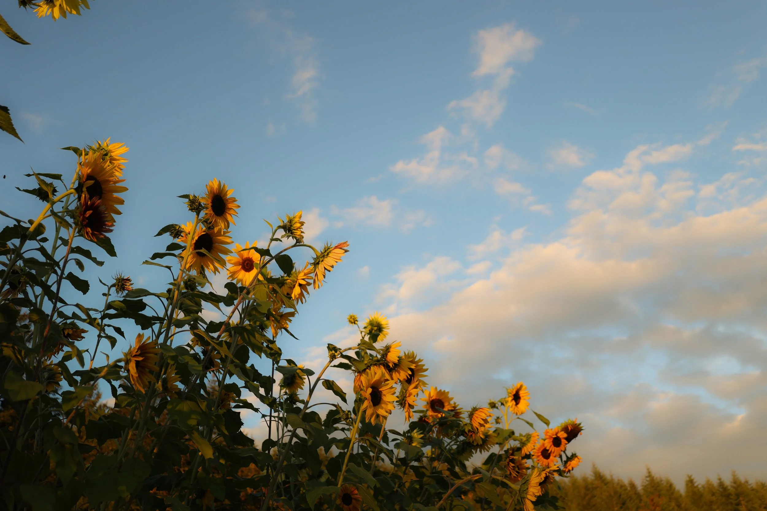 Photo Sep 15 2024, 11 30 43 AM.jpg