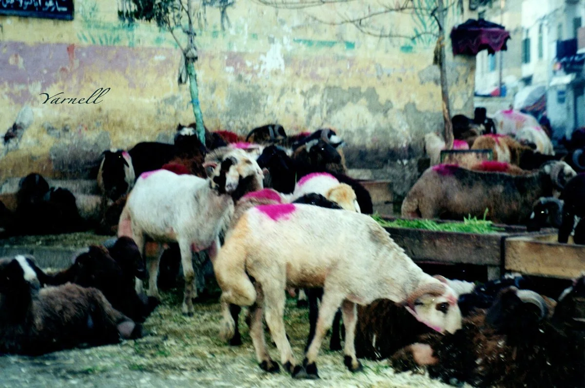 Alexandria sheep 2.jpg