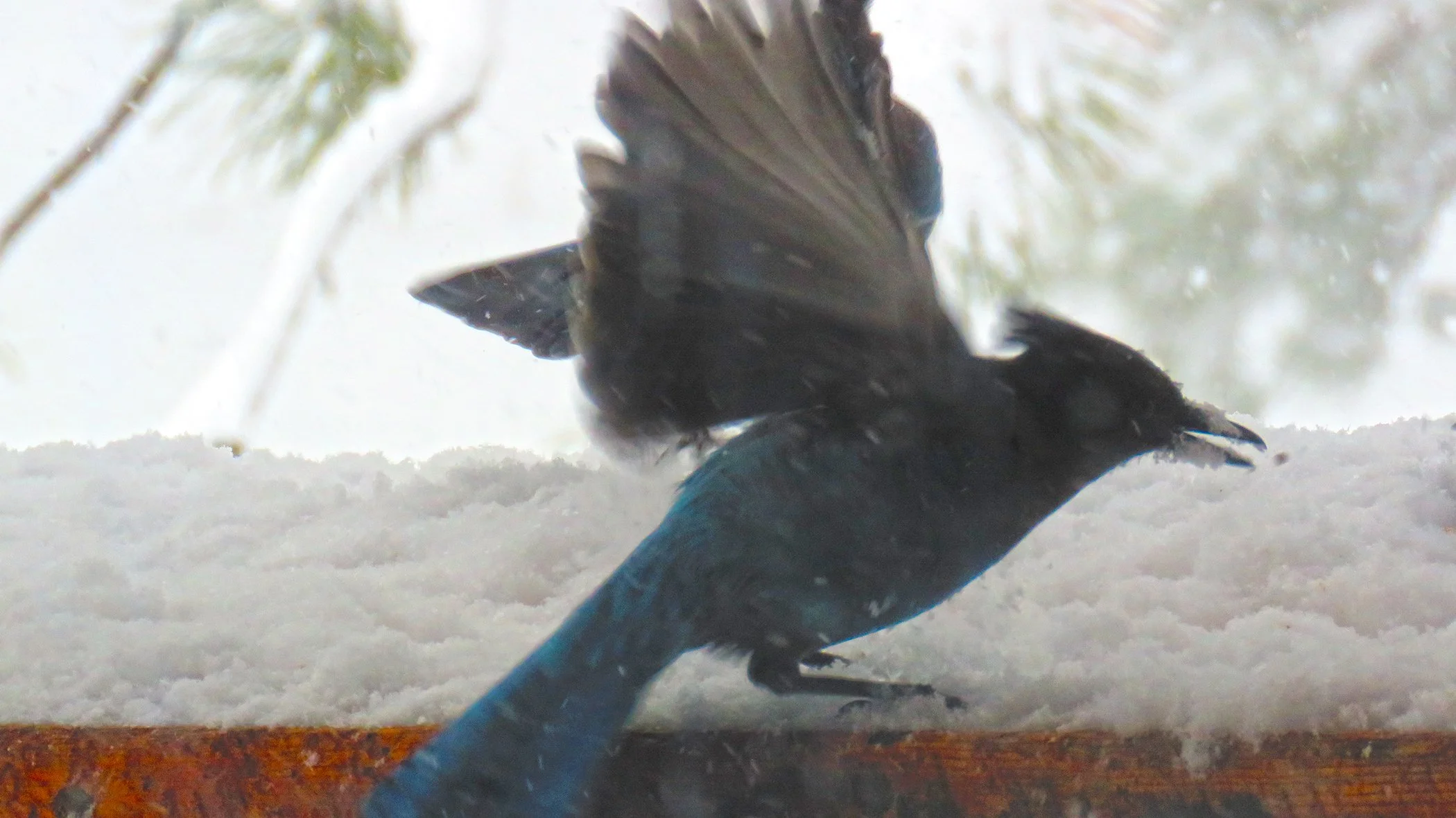 Blue Jay_0340 copy.jpg