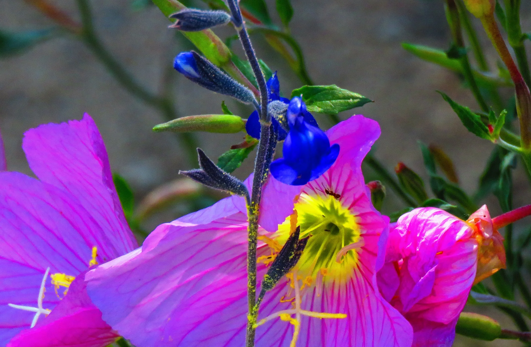 Flowers_4555.jpg