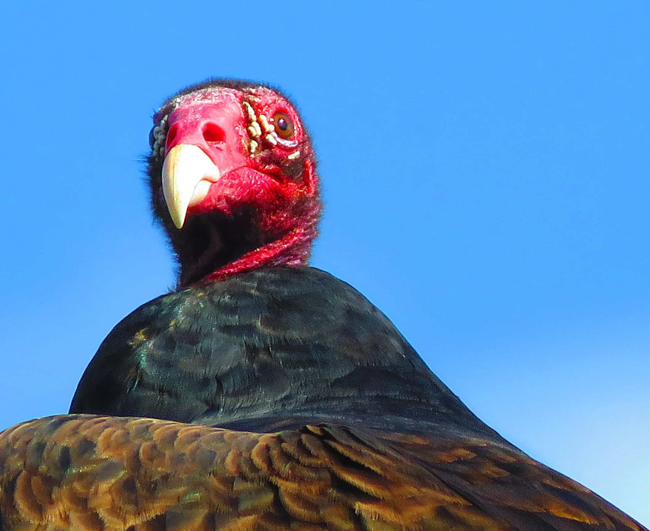 Vulture_8798 copy 2.jpg