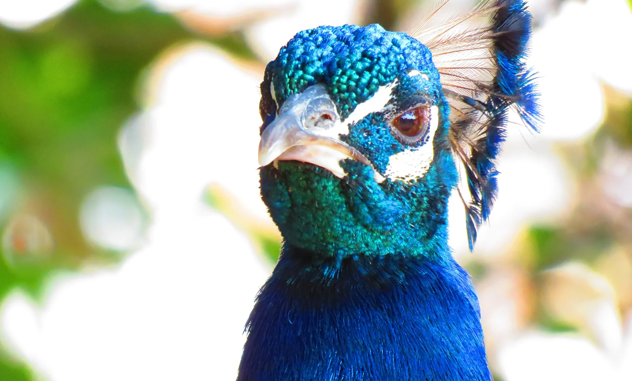 Peacock_5684 copy.jpg