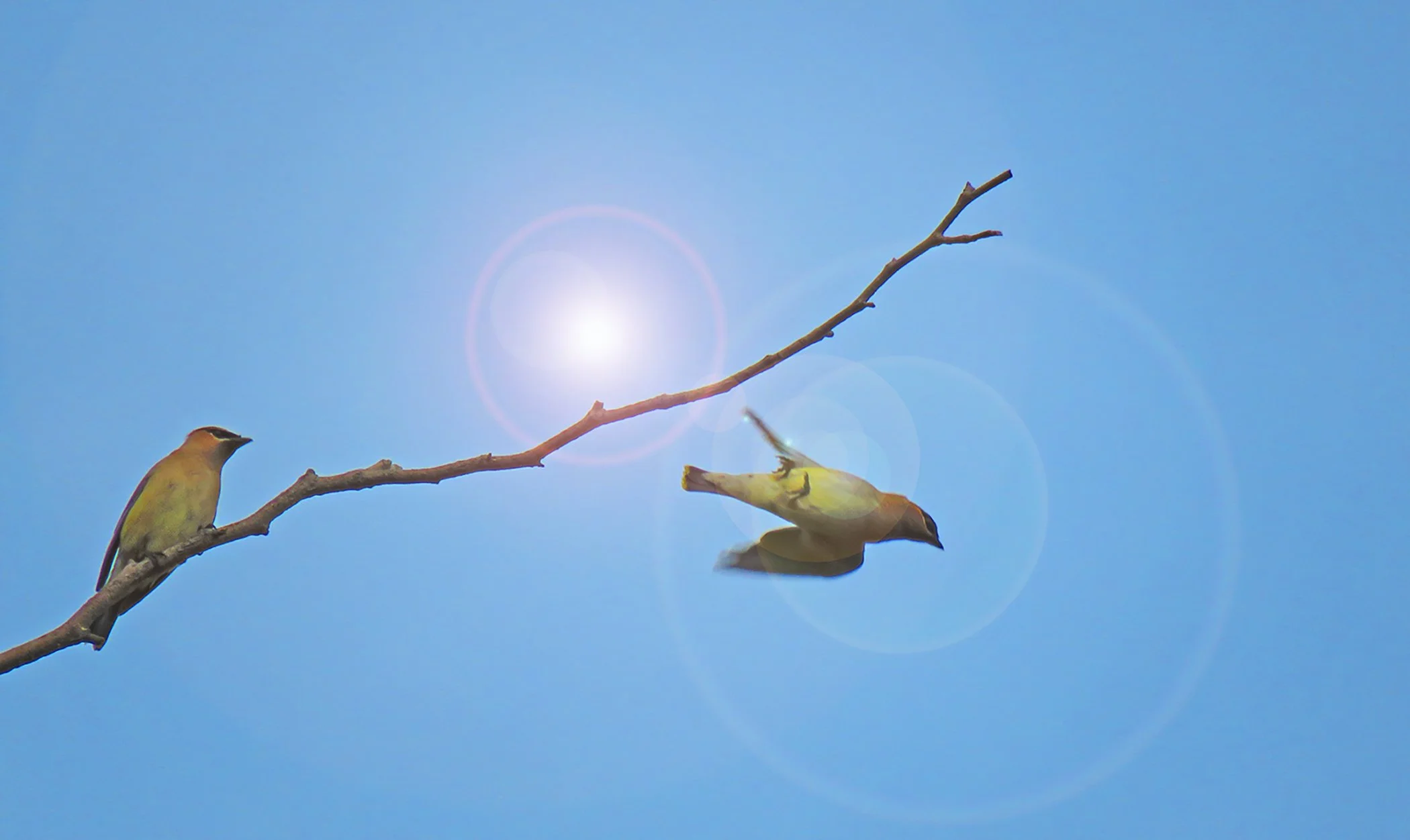 WaxWings_1197.psd_0677 copy.jpg