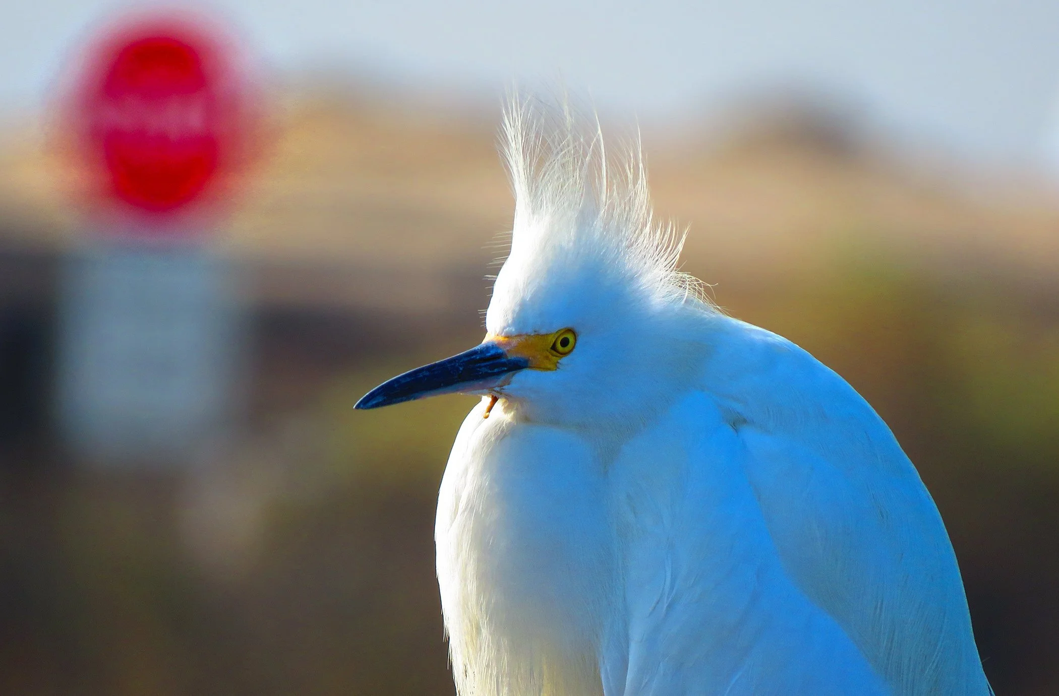 Snowy Egret_8690 copy.jpg