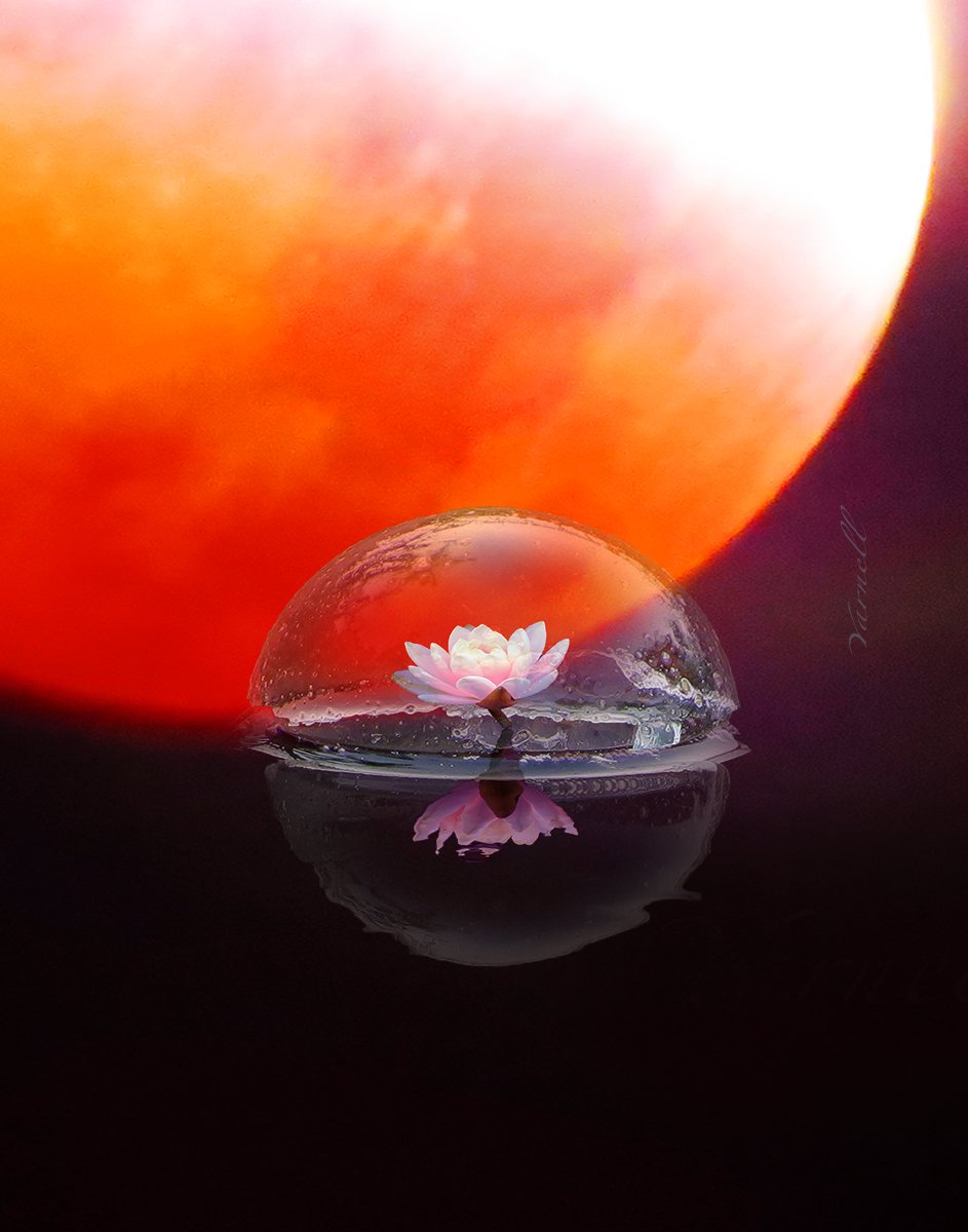  21 Blood Moon Lily.jpg