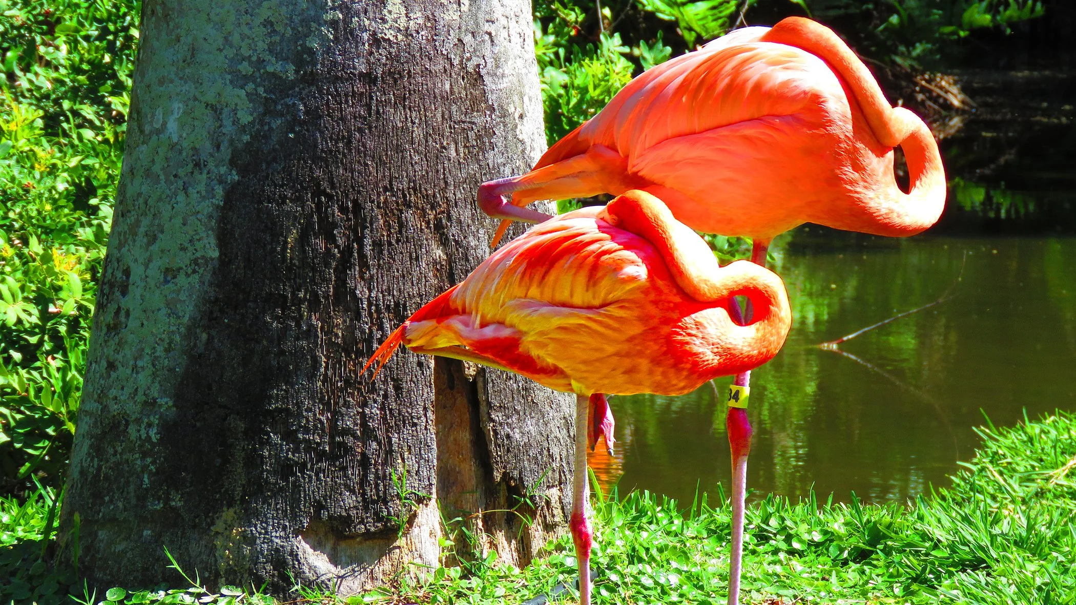 Flamingo_9080 copy.jpg