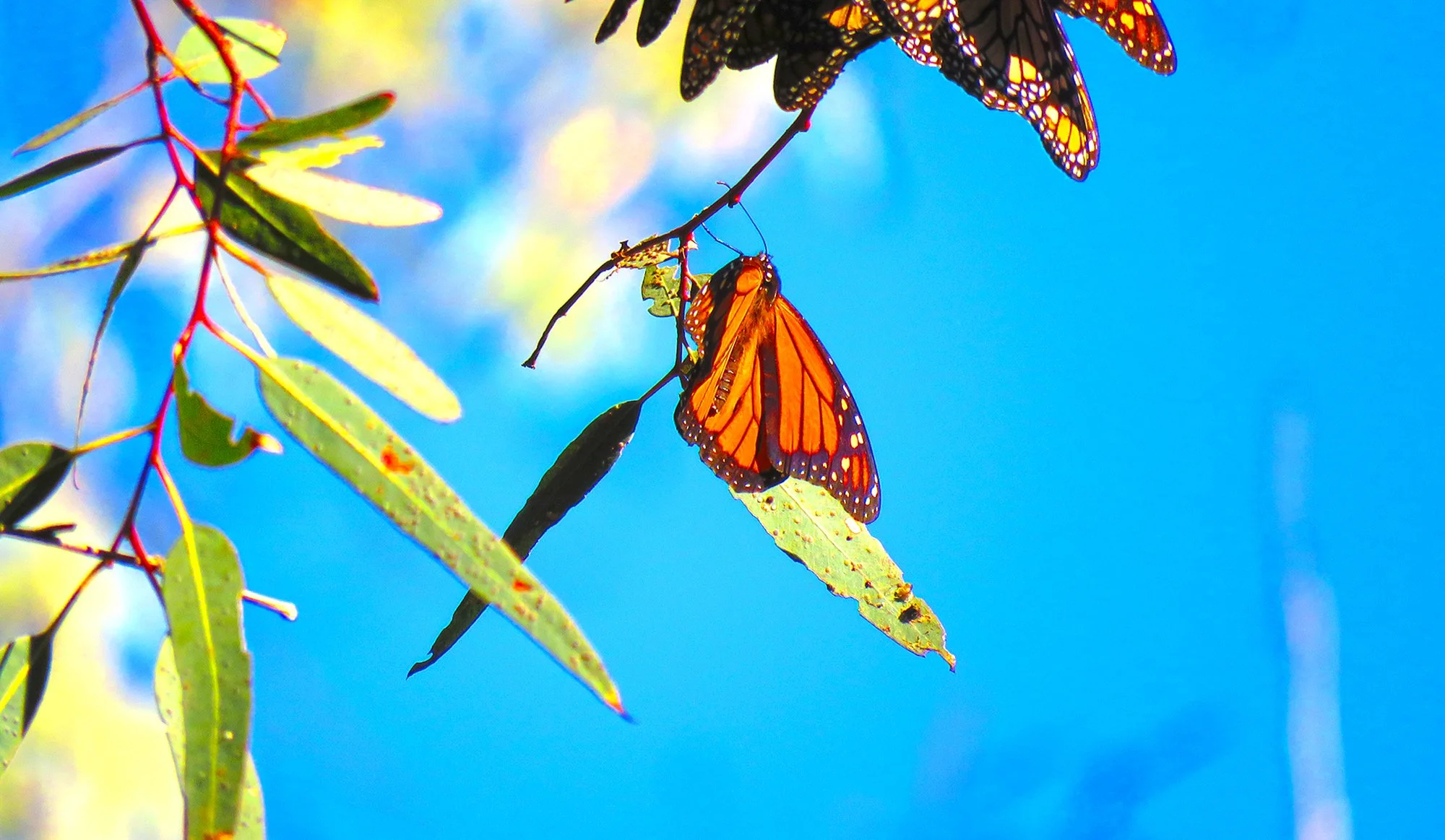 23 Butterfly_0628.jpg