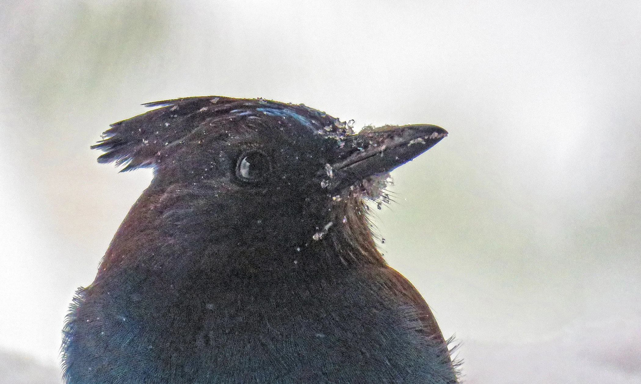 Blue Jay_0091 copy.jpg