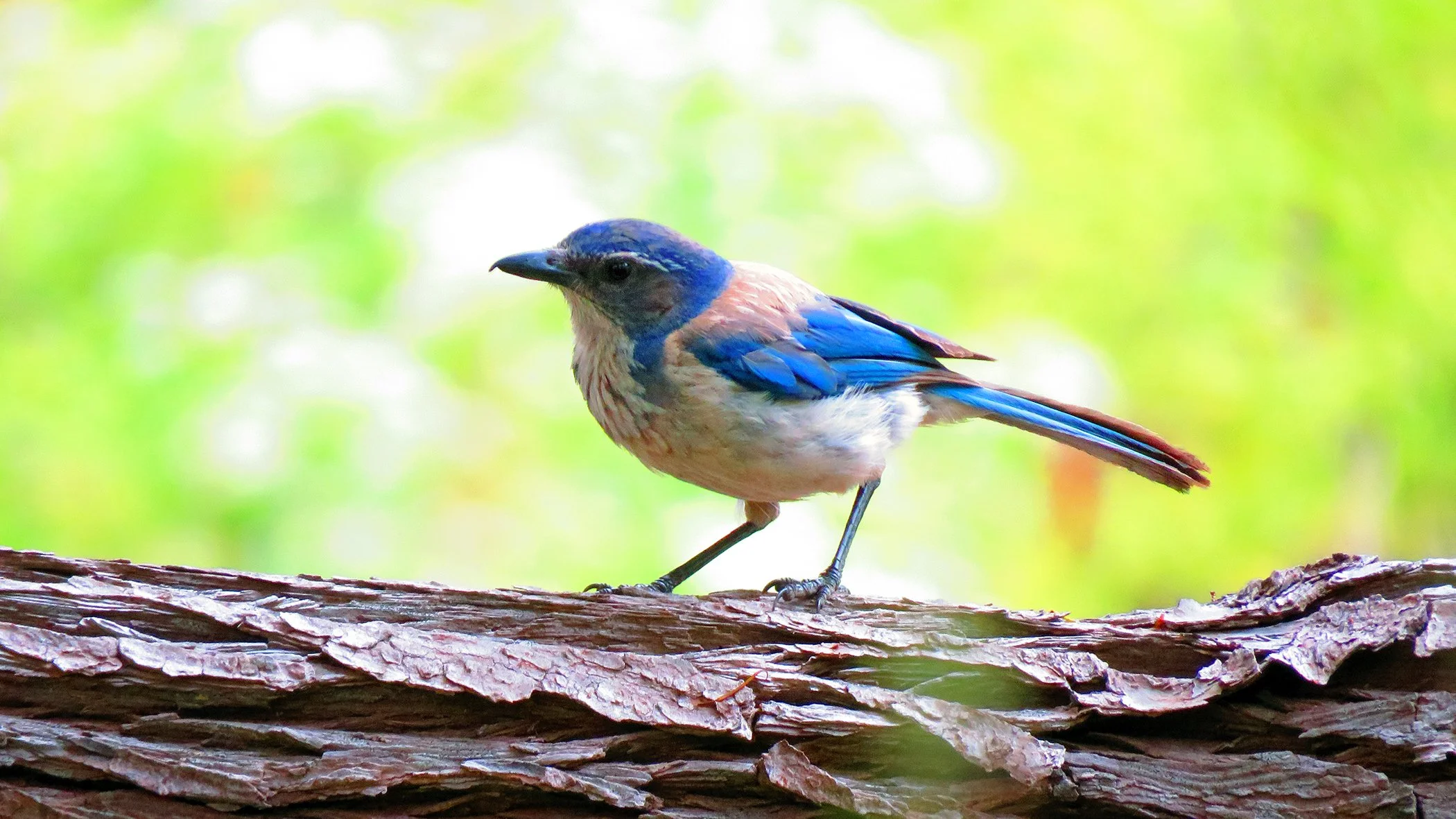 Blue Bird_5730 copy.jpg