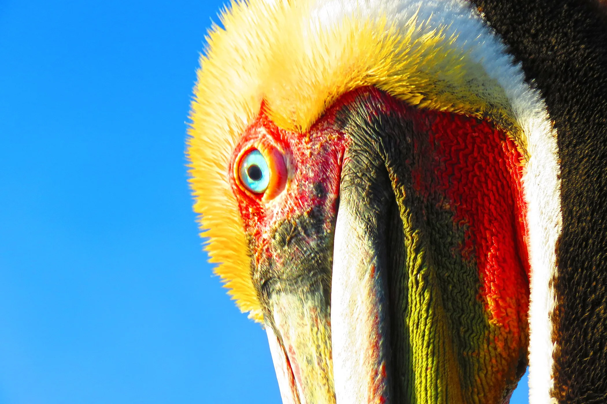 Pelican_1827 copy.jpg