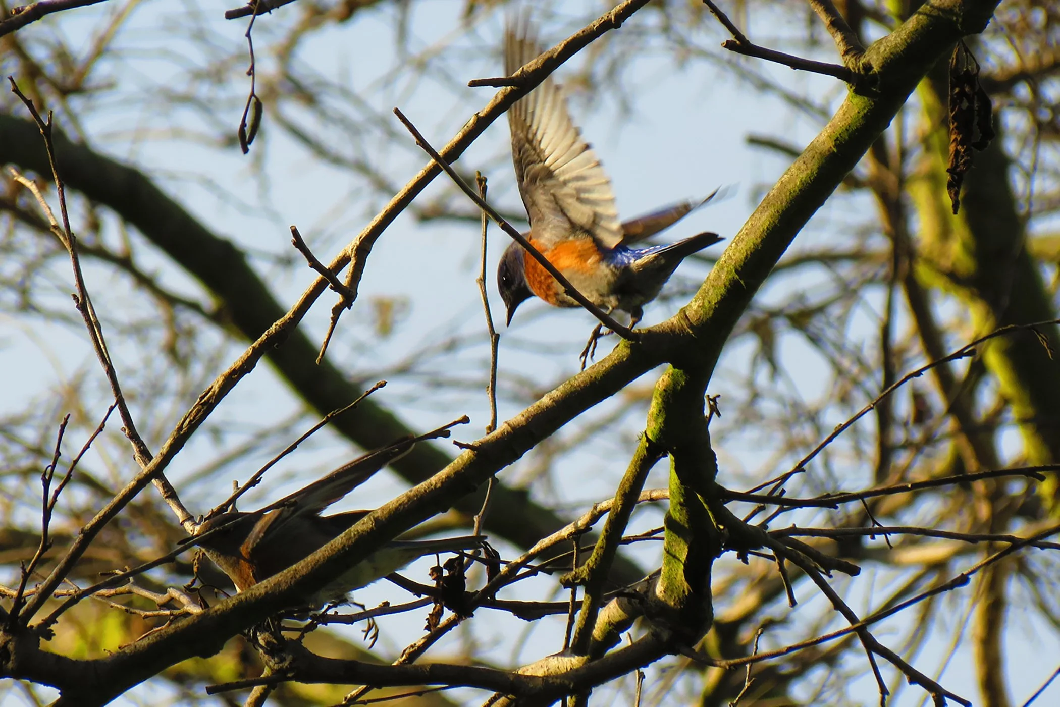 Bluebird_7036 copy.jpg