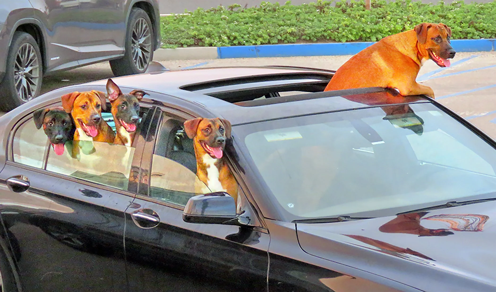 Dog days_1917 copy 2.jpg