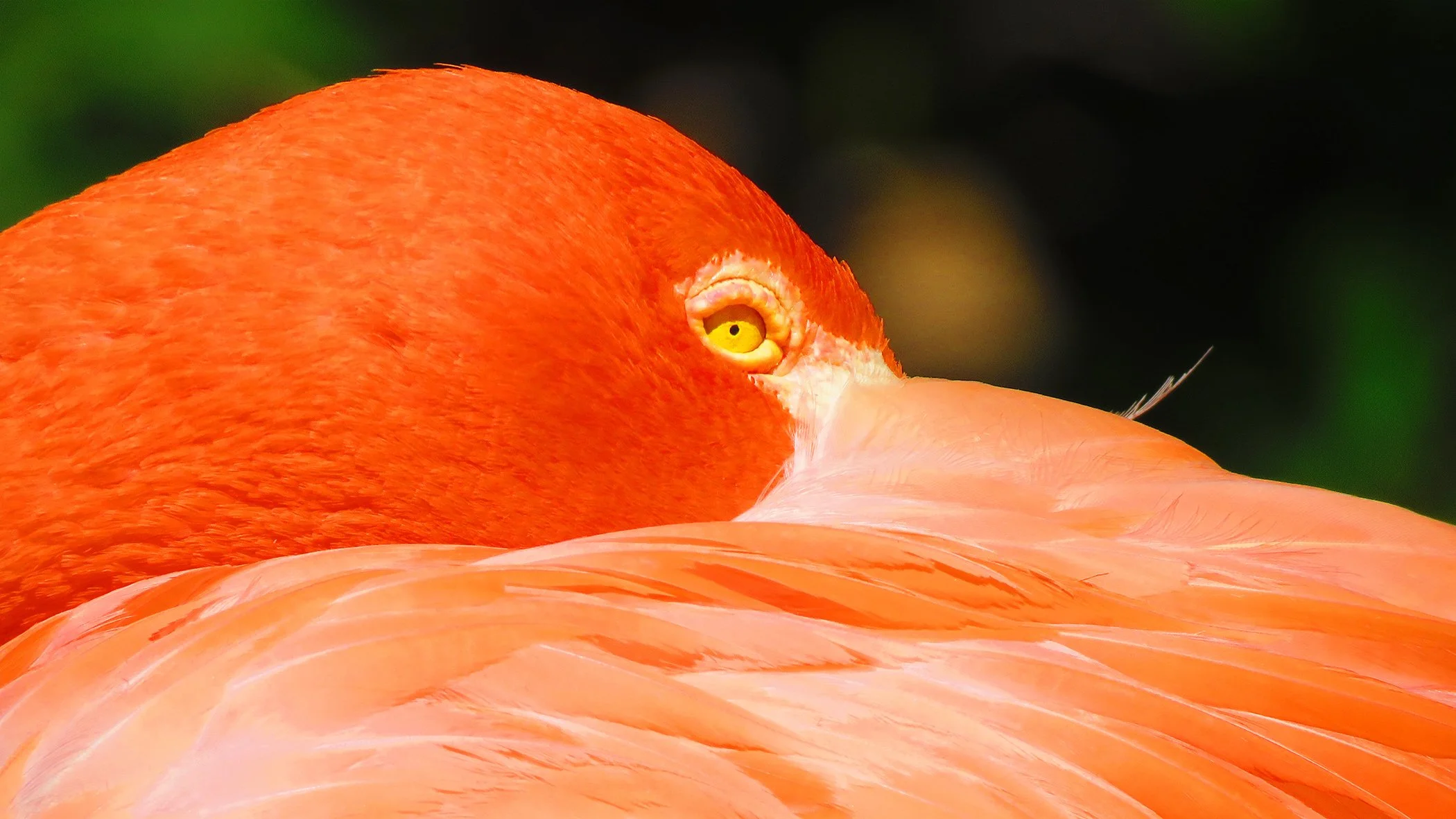 Flamingo_9208 copy.jpg
