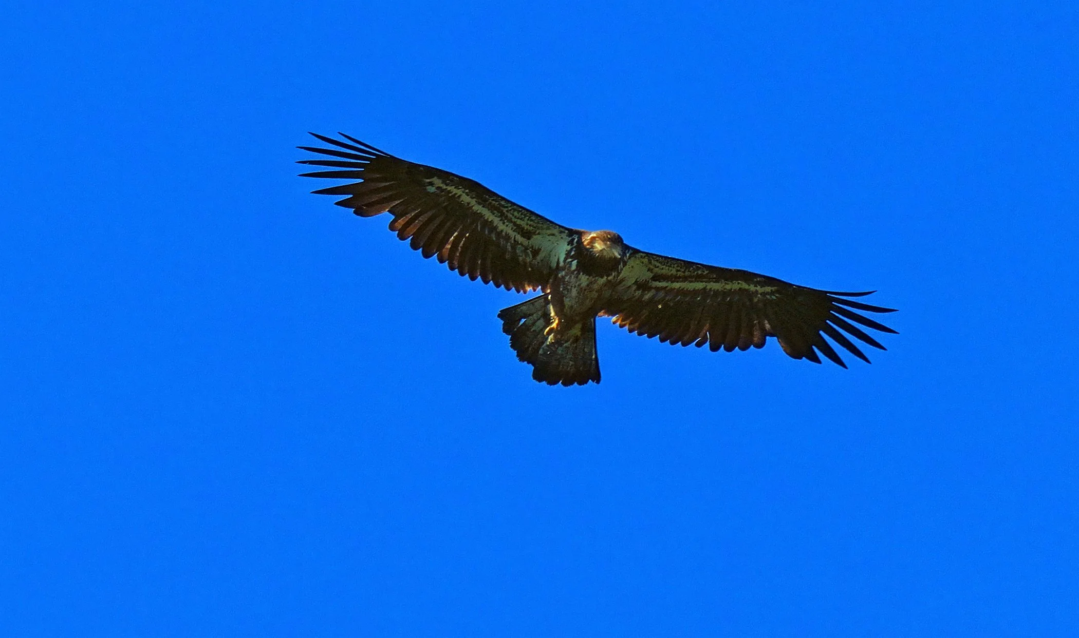 Flight_2882 Firefly Upscaler 2x scale copy.jpg