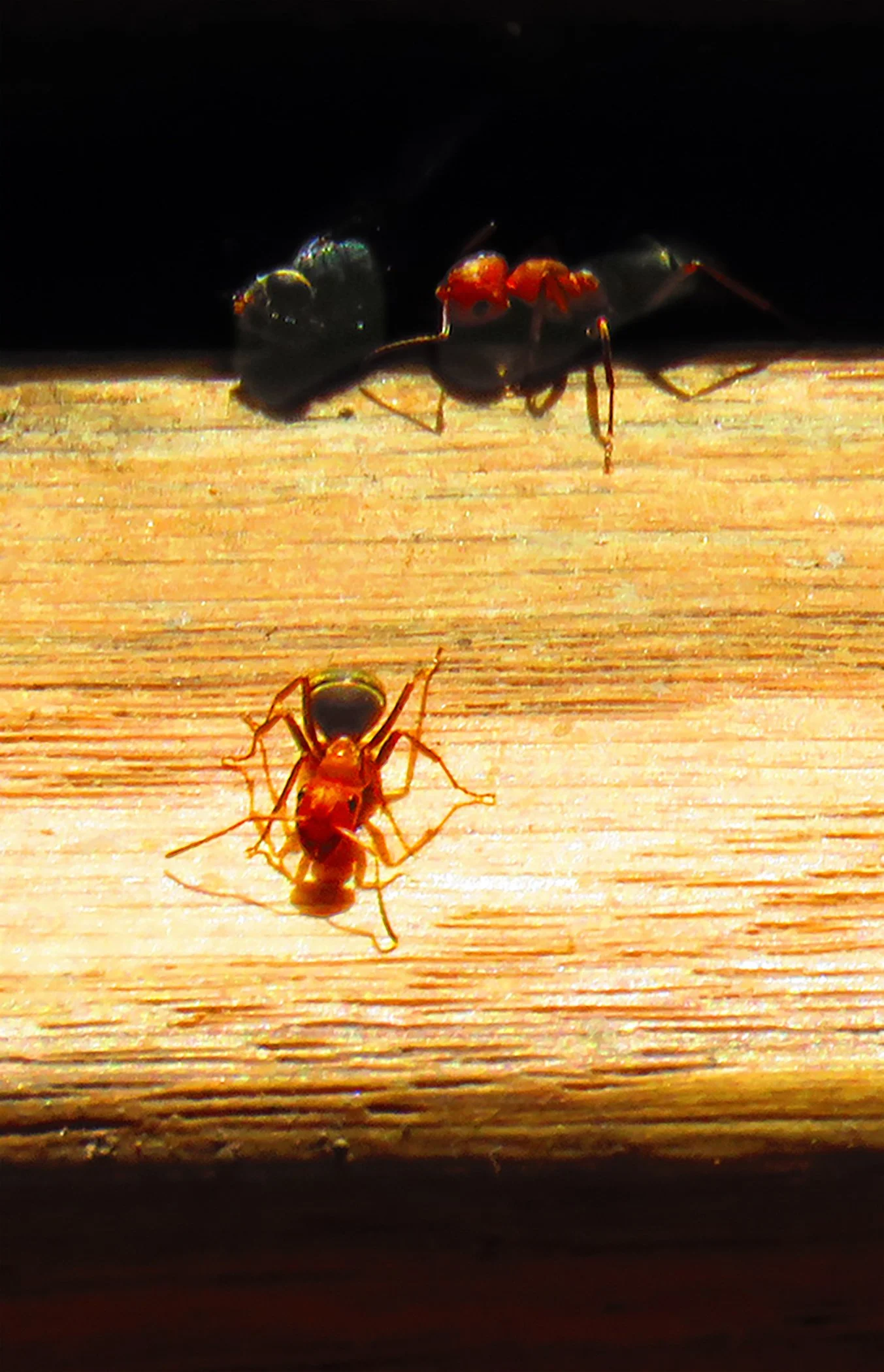 Ants_2240 Verticle copy.jpg