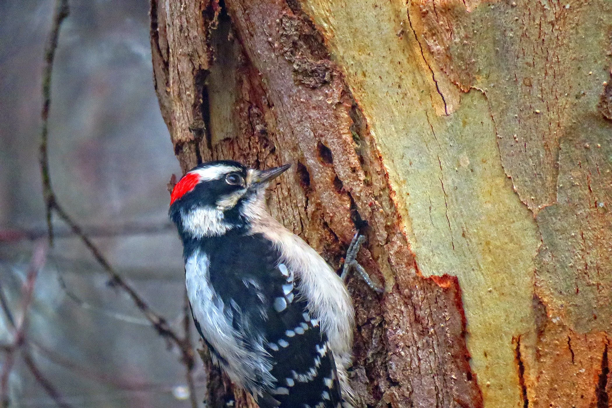 Woodpecker_8038 copy.jpg