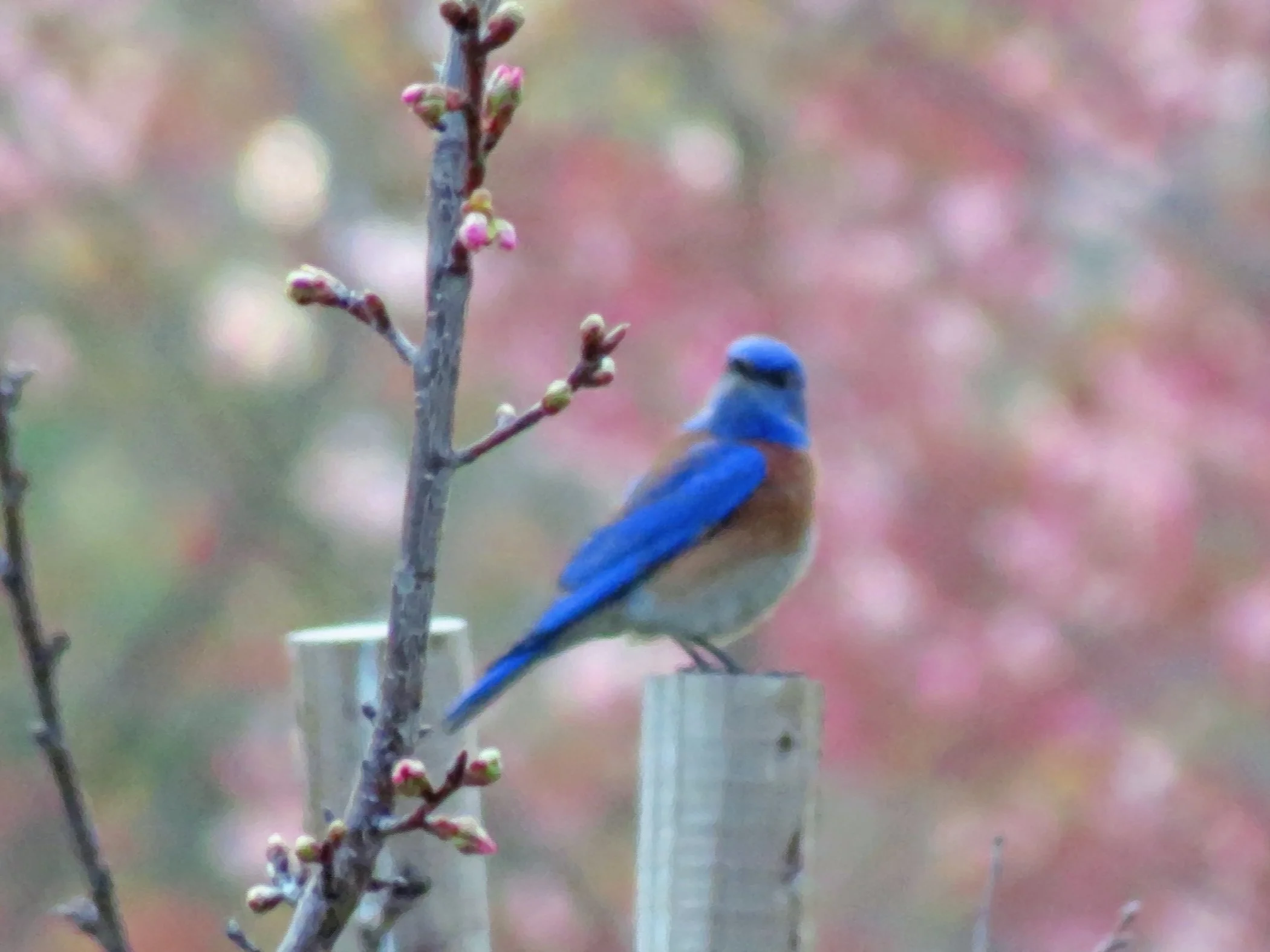 Bluebird_6064 copy.jpg