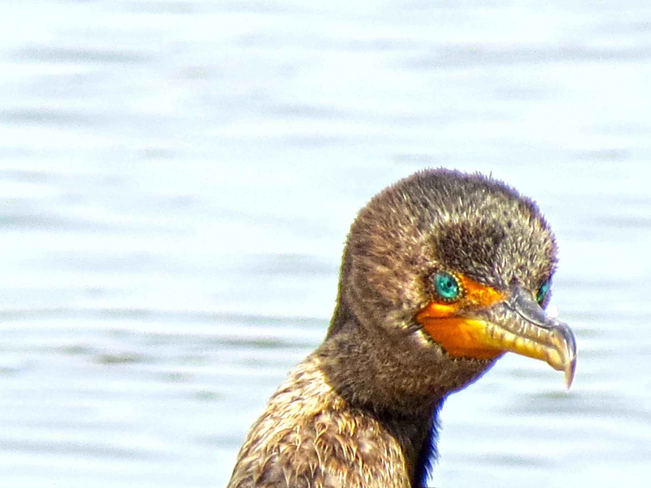 Cormorant_9784 copy.jpg