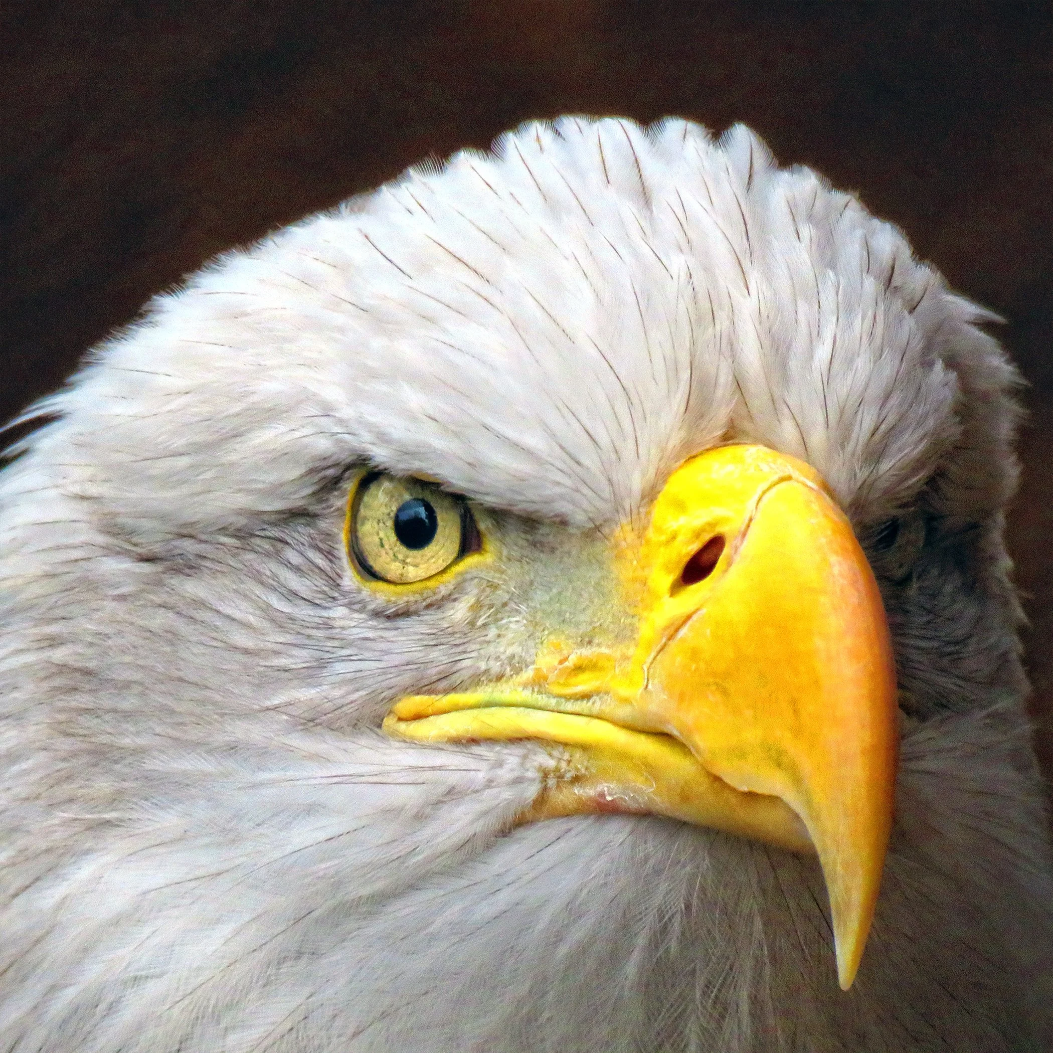 Eagle_7604 copy.jpg