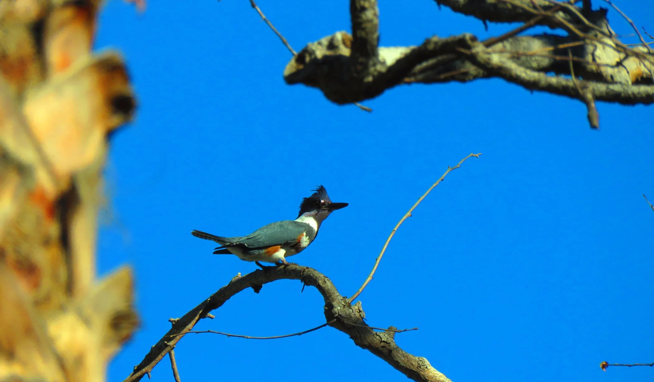 Kingfisher_9918 copy.jpg