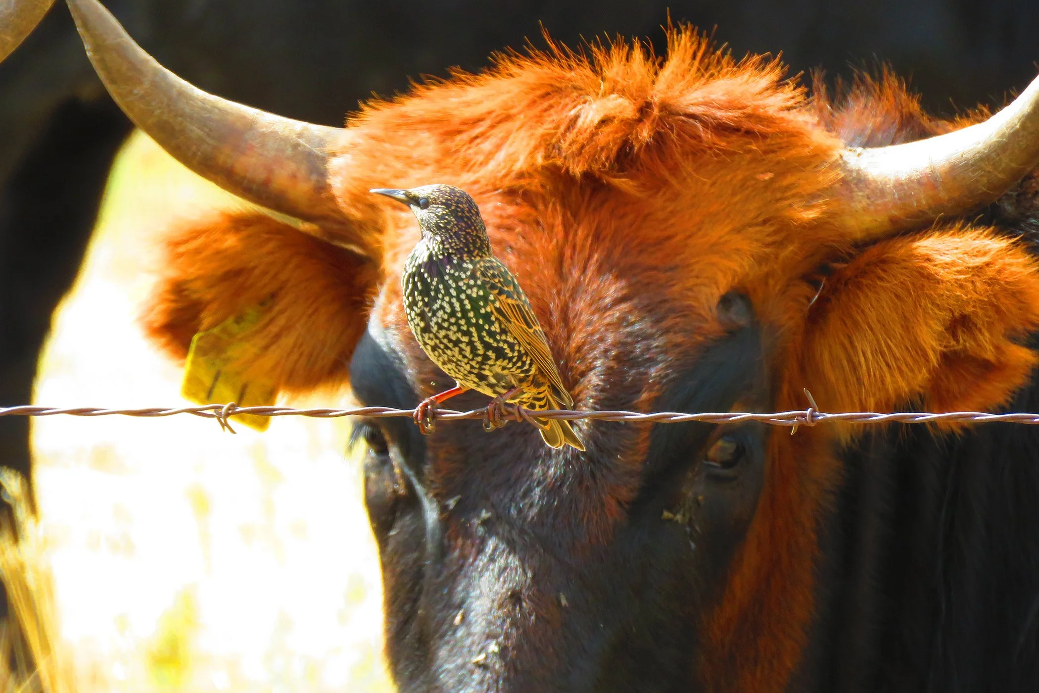 Cow bird_7511 copy.jpg