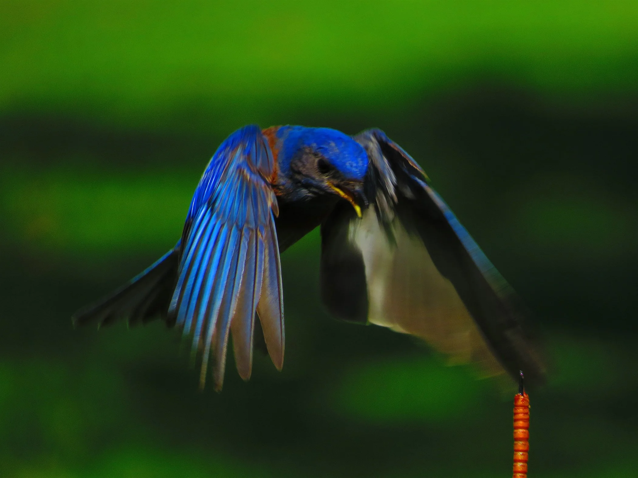 Blue Bird_6028 copy.jpg