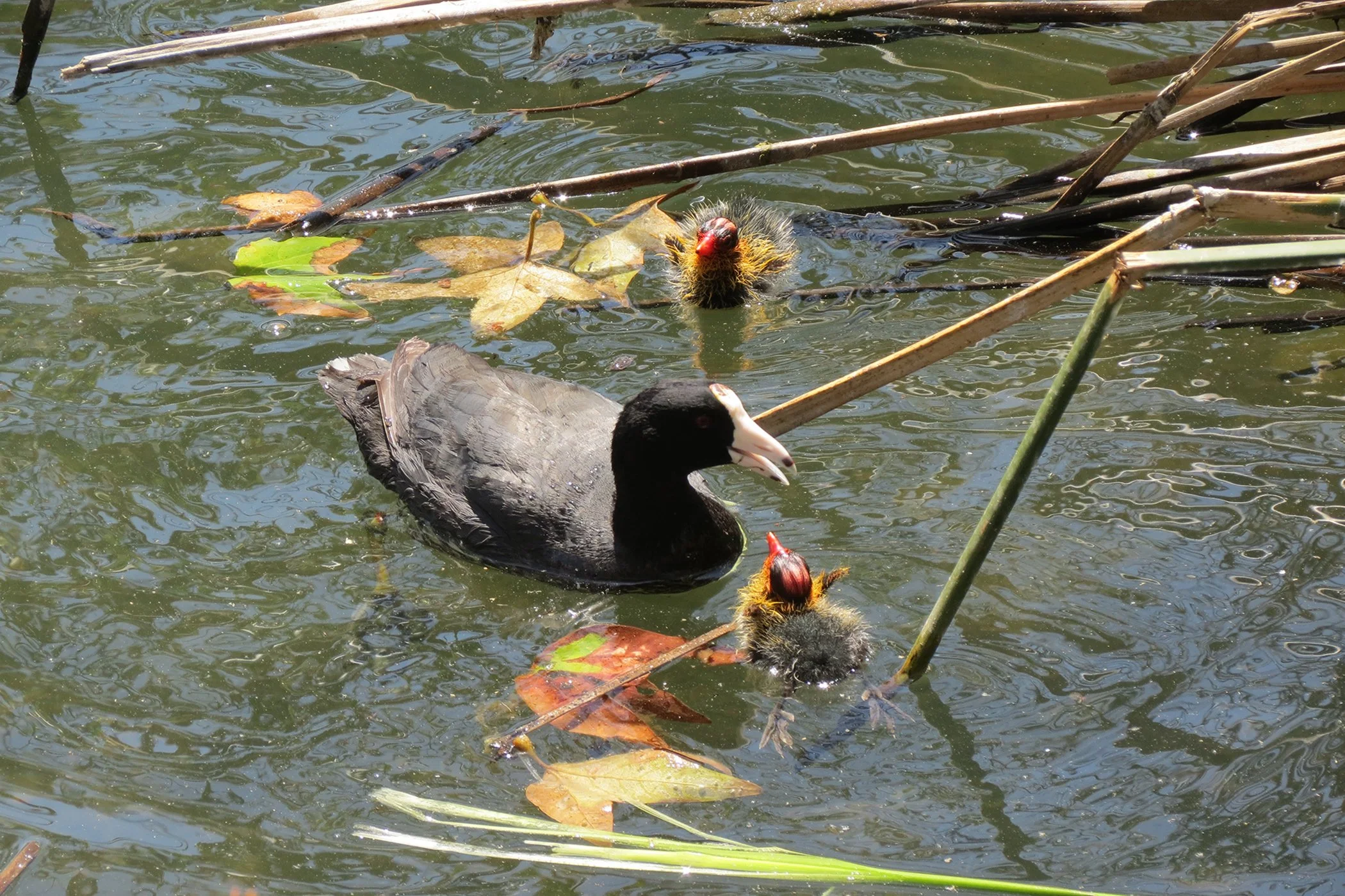 Coots_2126 copy.jpg