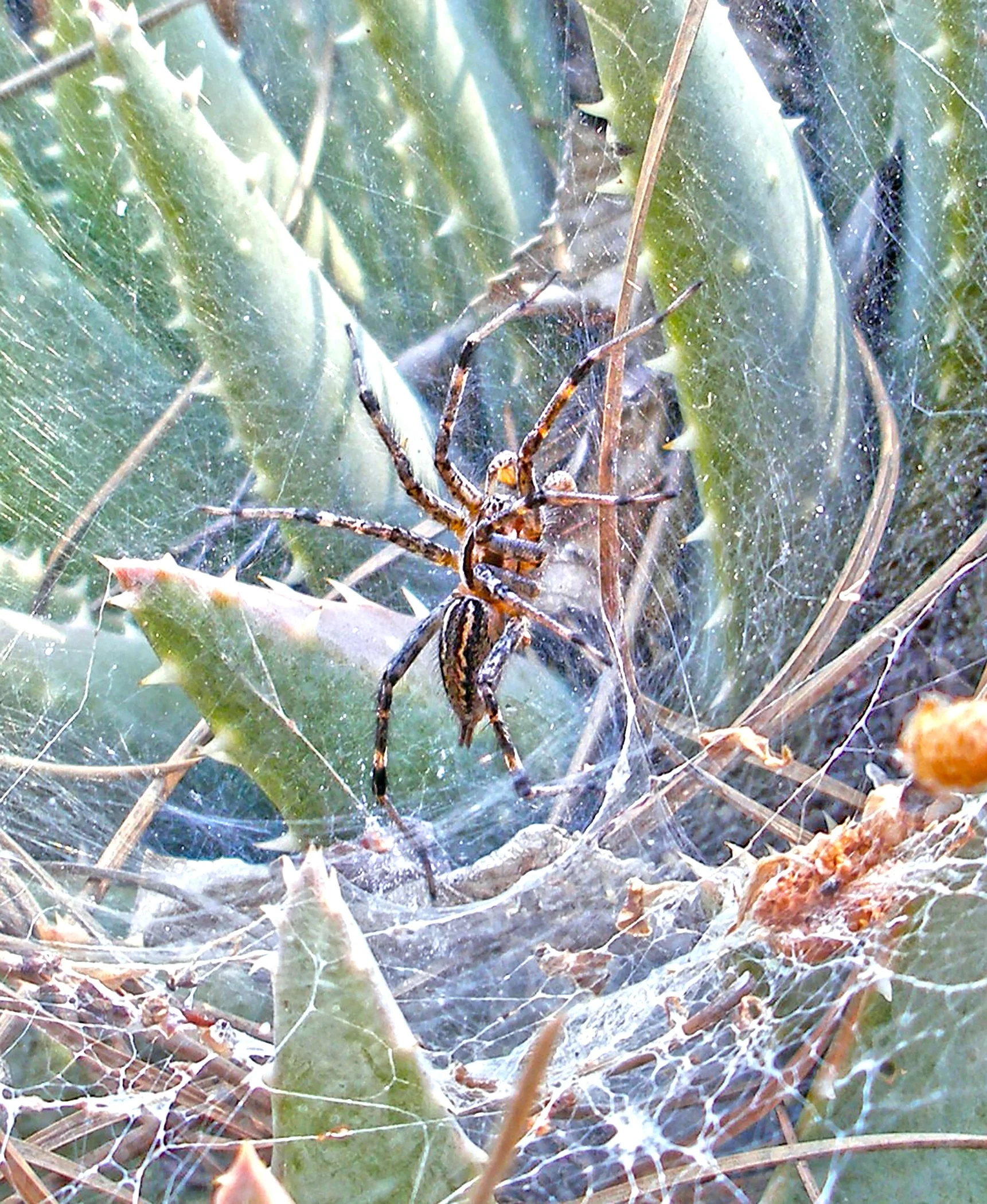 1082. Spider in web copy.jpg