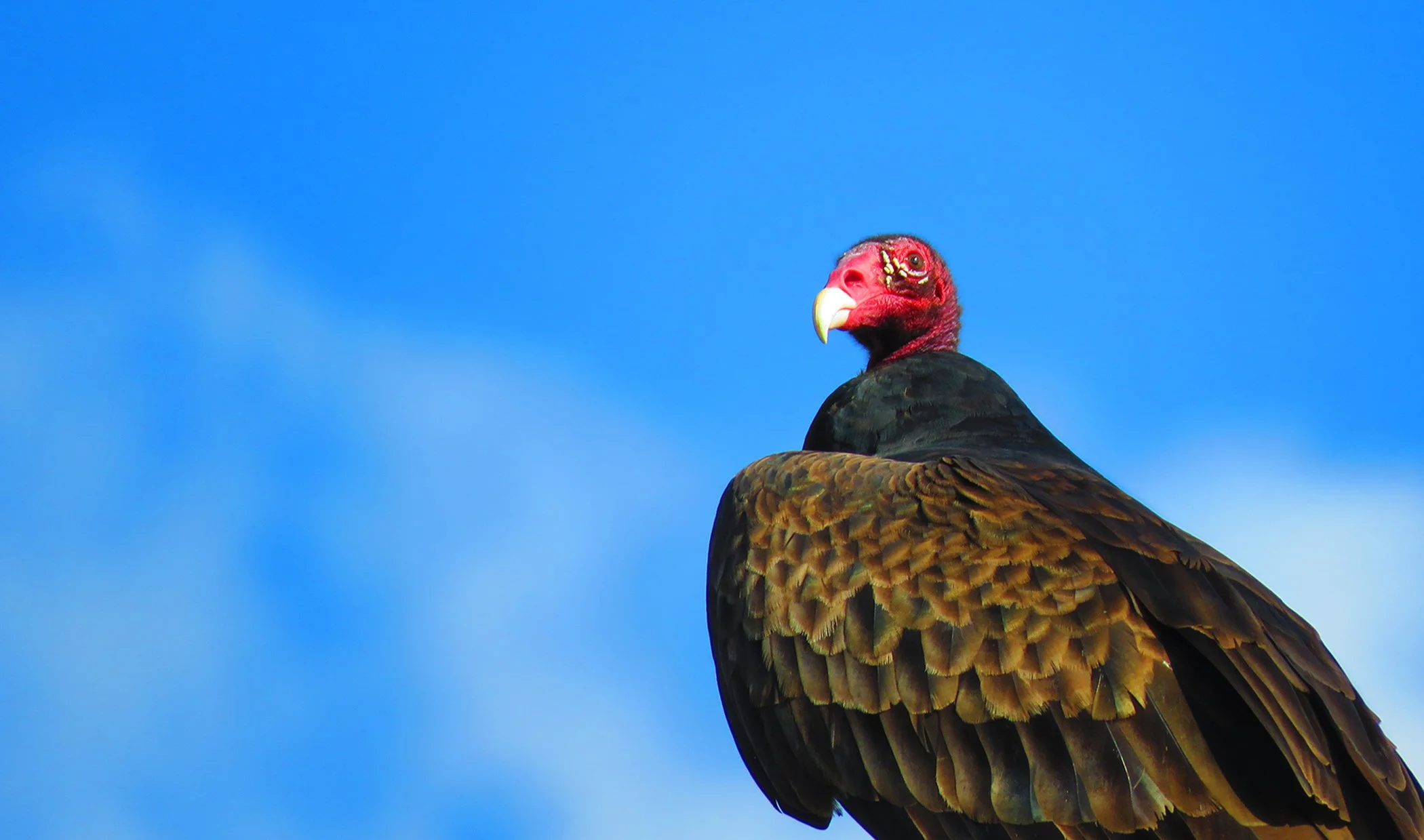 Vulture_8797 copy.jpg