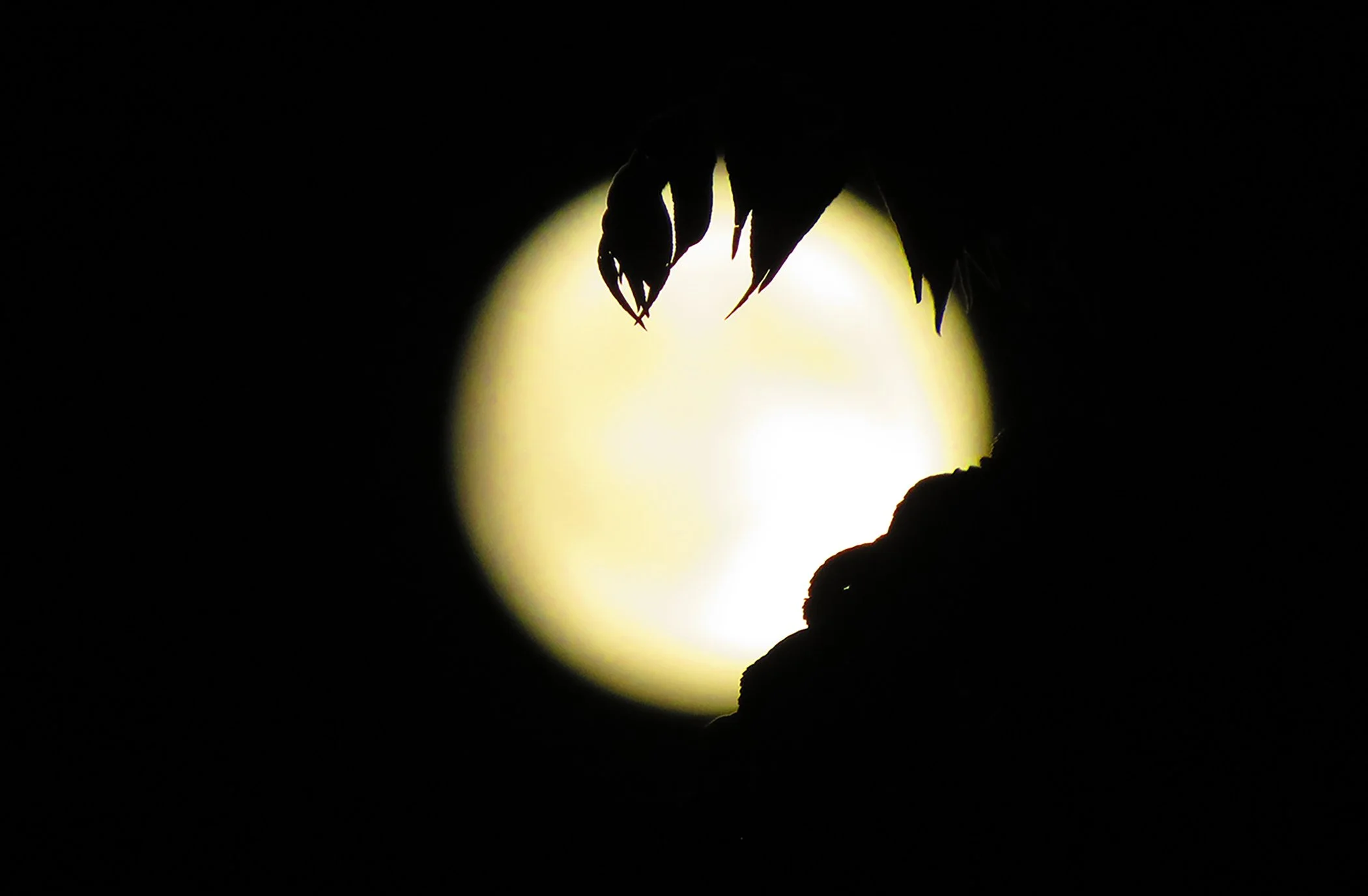 Zen Moon_7932 copy.jpg