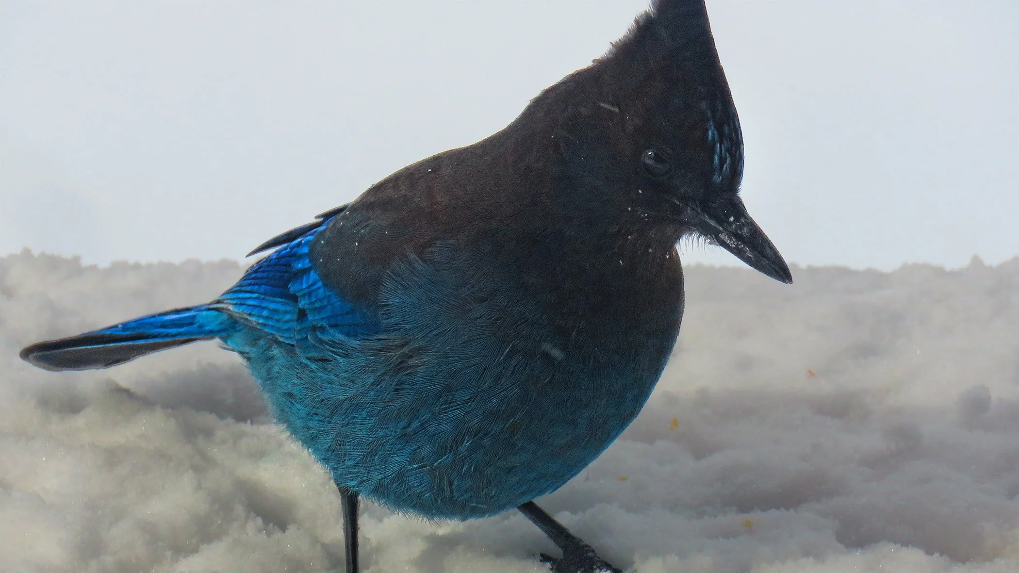 Blue Jay_1391 copy.jpg