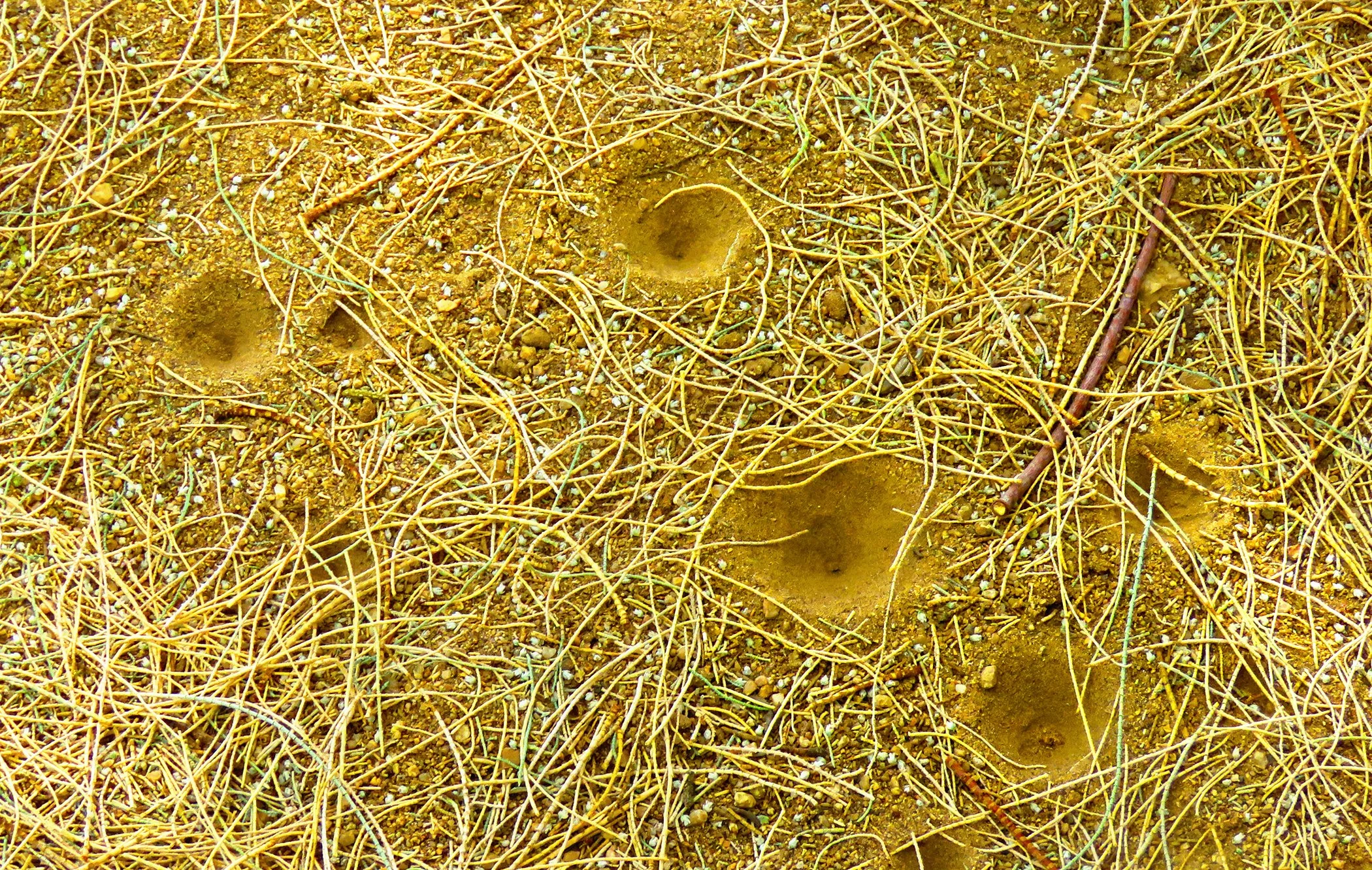 Ant Hill_5957 copy.jpg